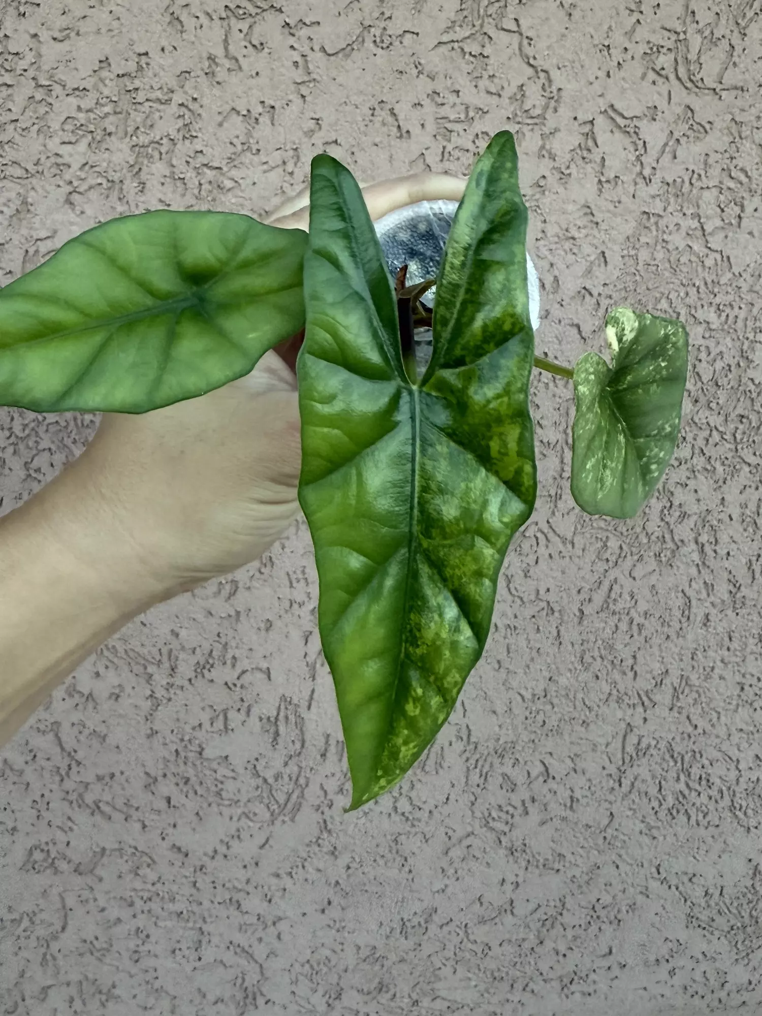 plant/Simpo Aurea pup-0