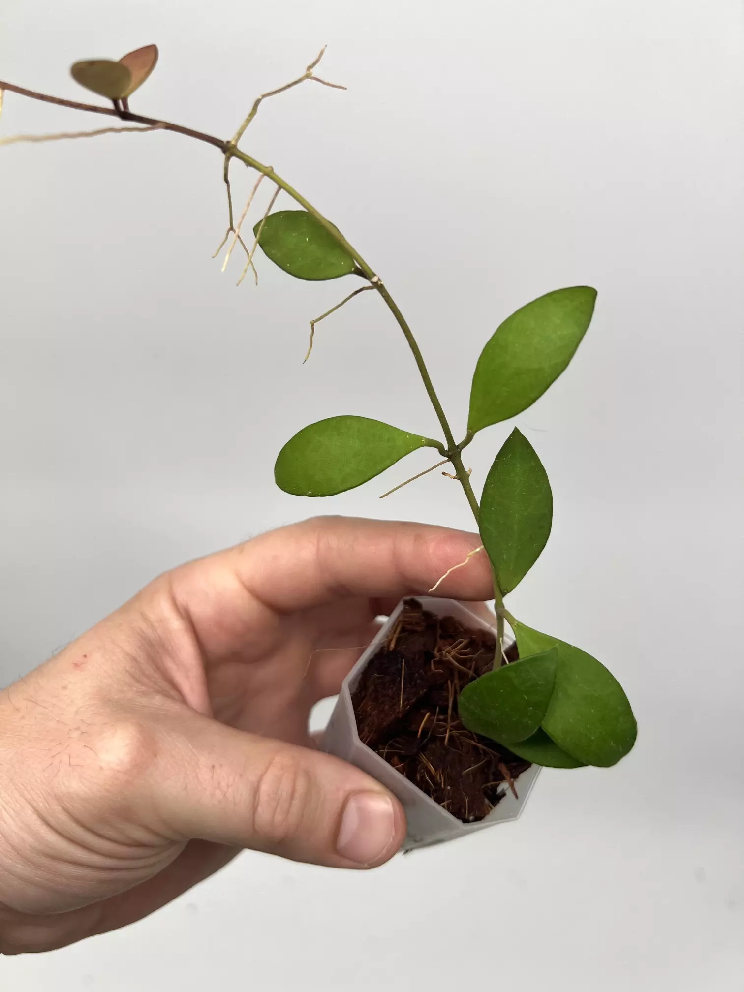 plant/B-40 Suwanna Gems - Exact Plant-0