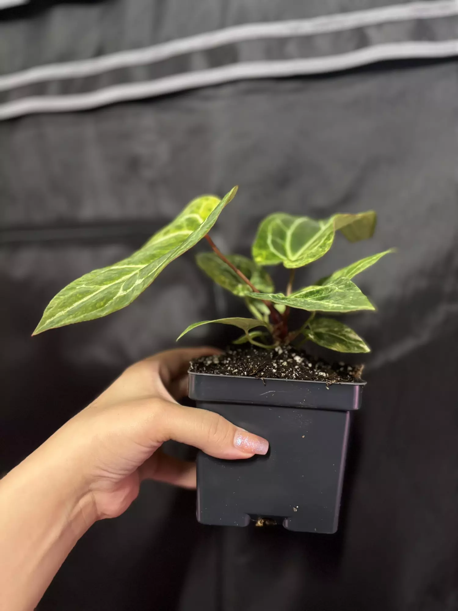 plant/Pap x Mag-2