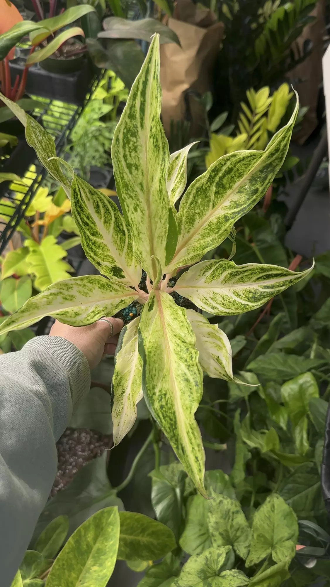 plant/Aglaonema white Panama #1-0