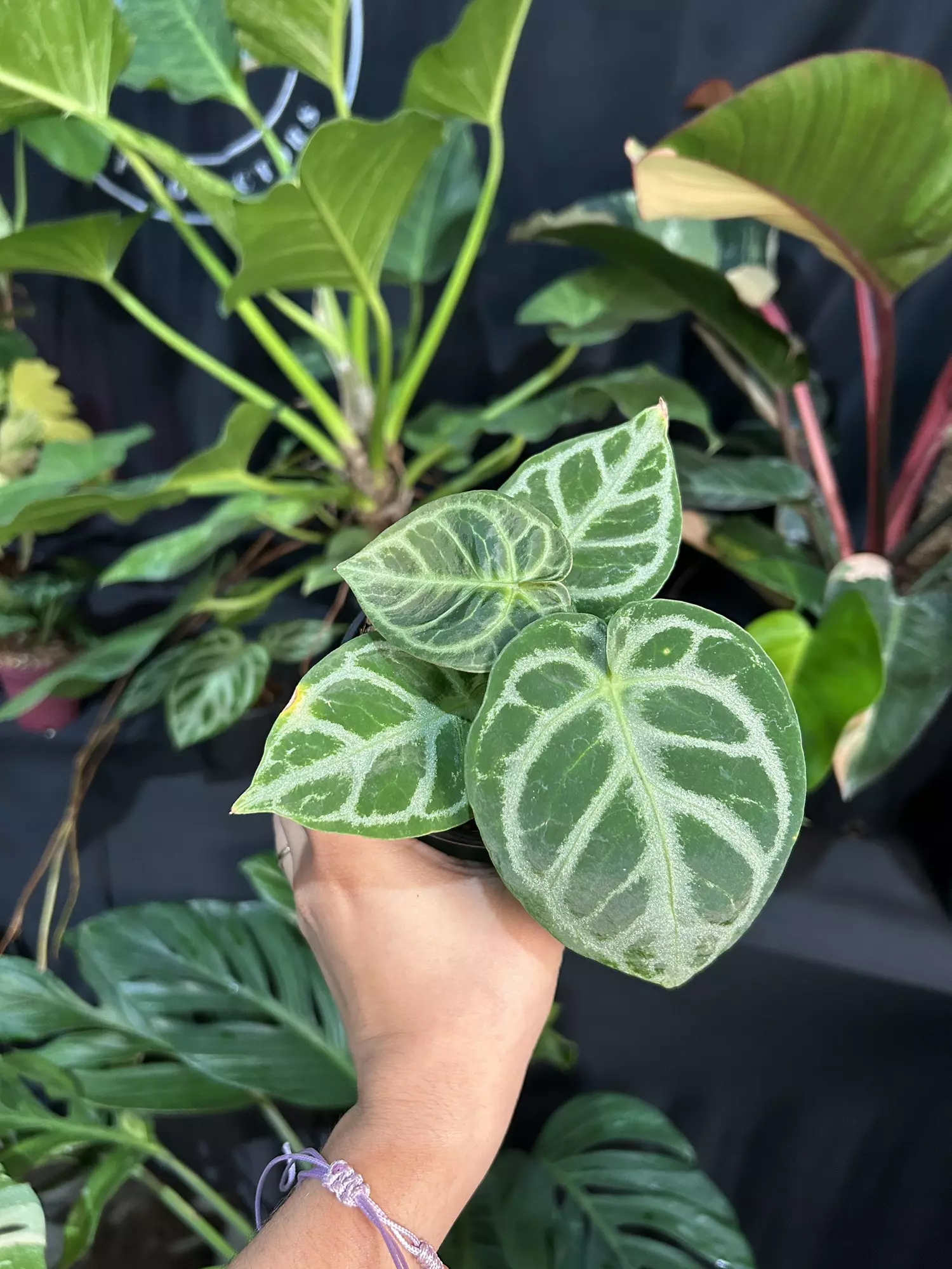 plant/Anthurium doreyaki silver 4”-0