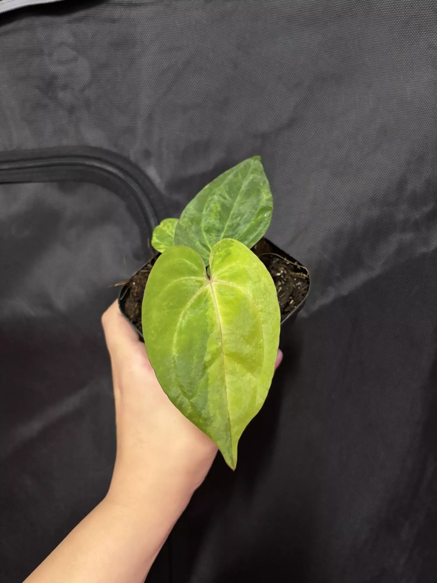 plant/Mag X RVDP-0
