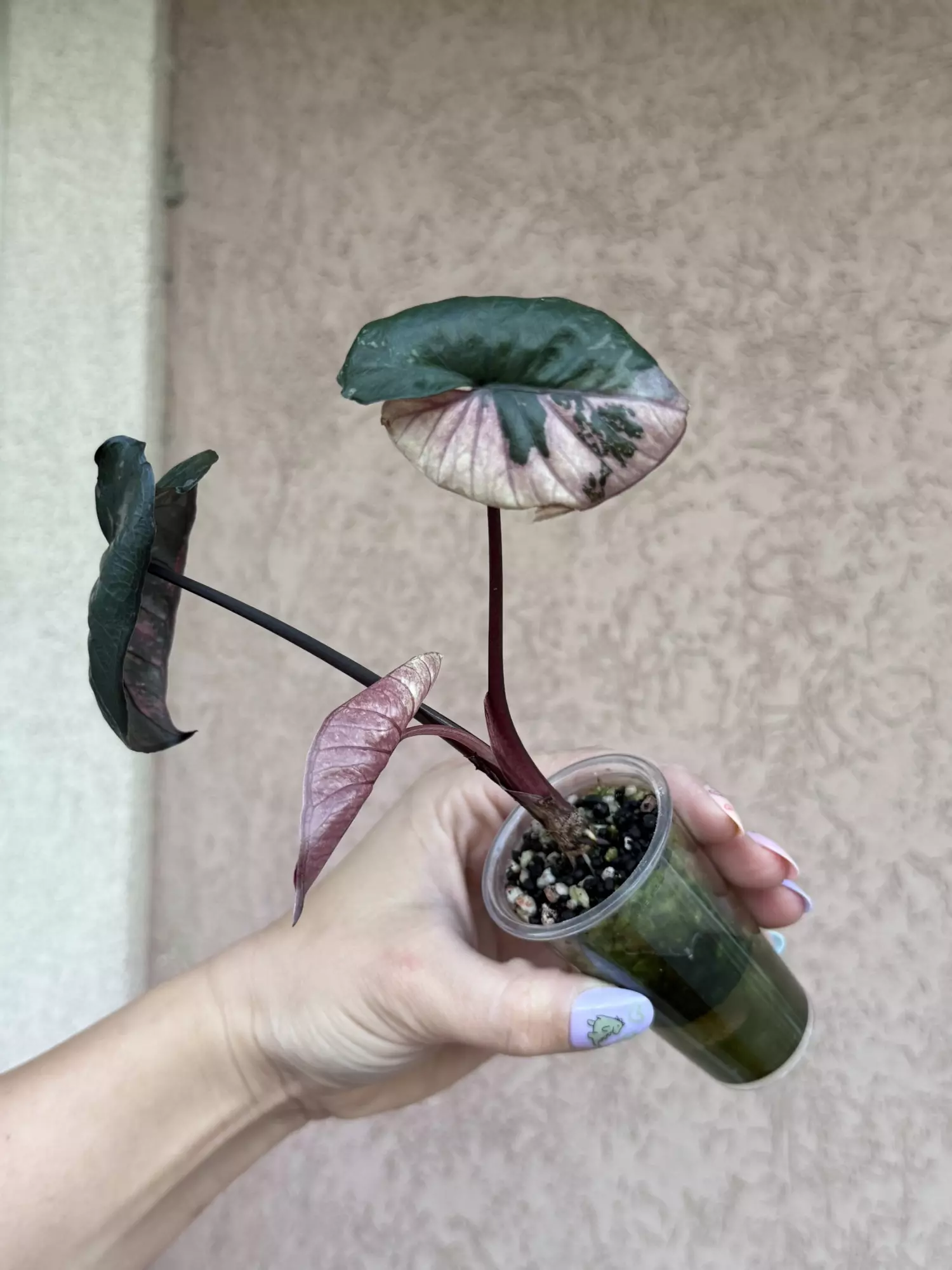 plant/Serendipity 3 leaf pup-1