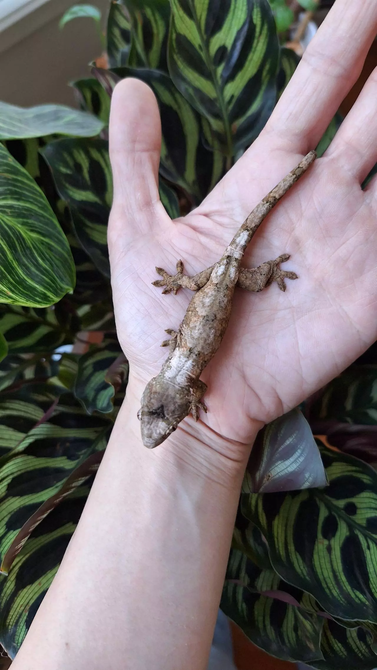 plant/Chunk - Chahoua gecko-0