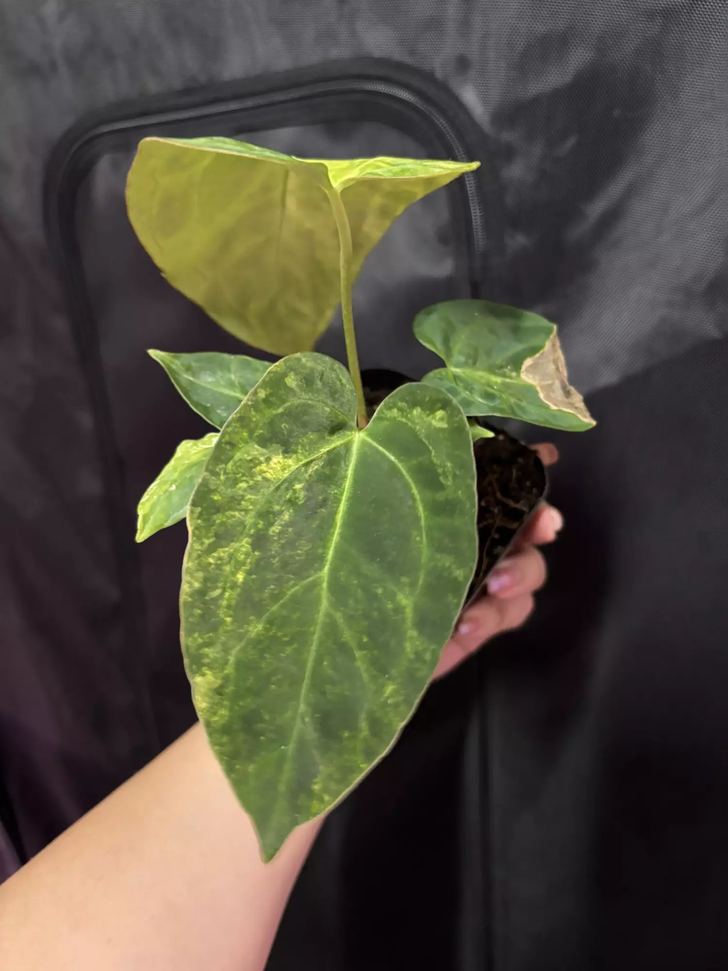 plant/(Pap x Mag) x Fort Sherman-1
