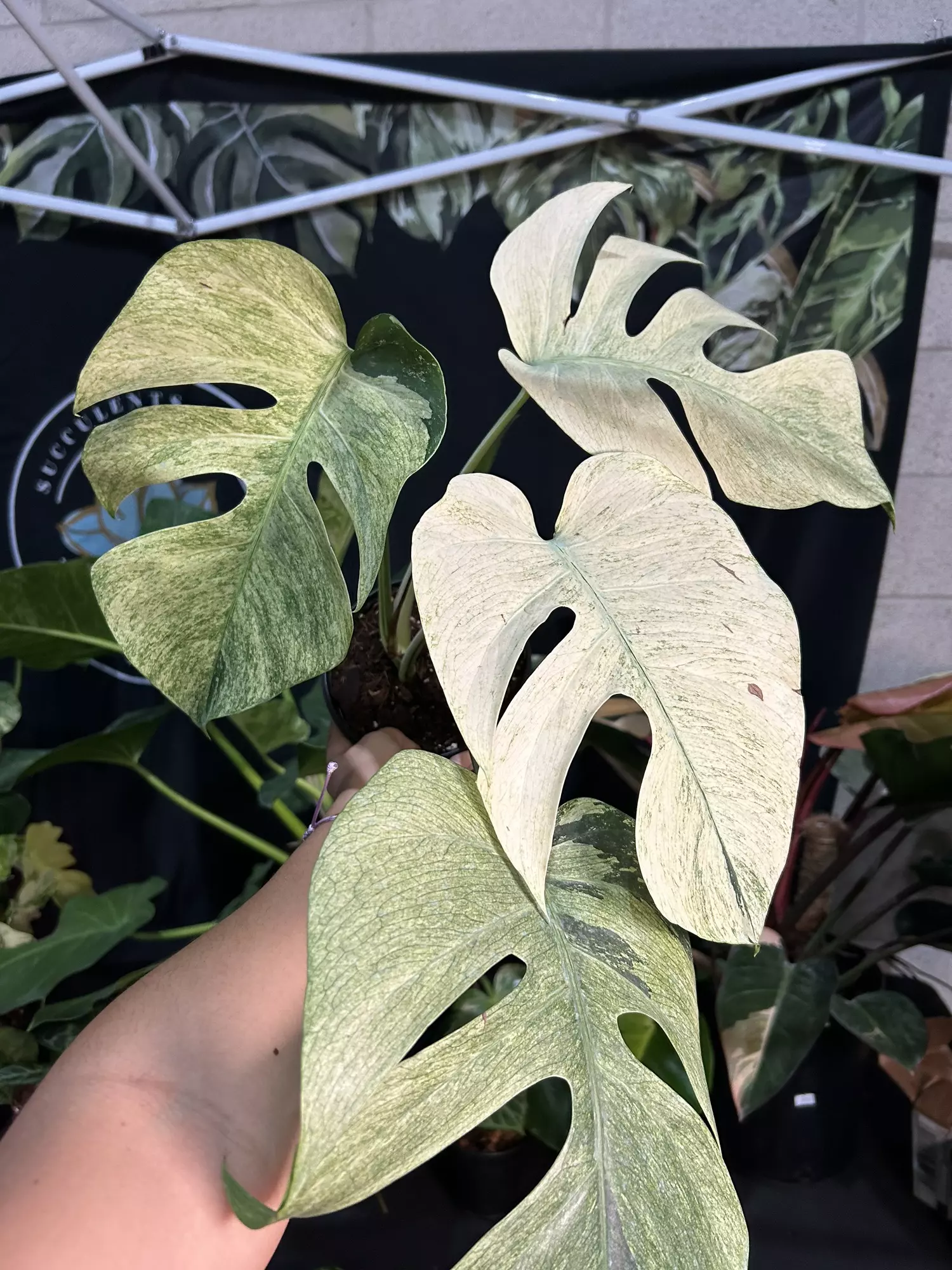 plant/Monstera mint 6”-0