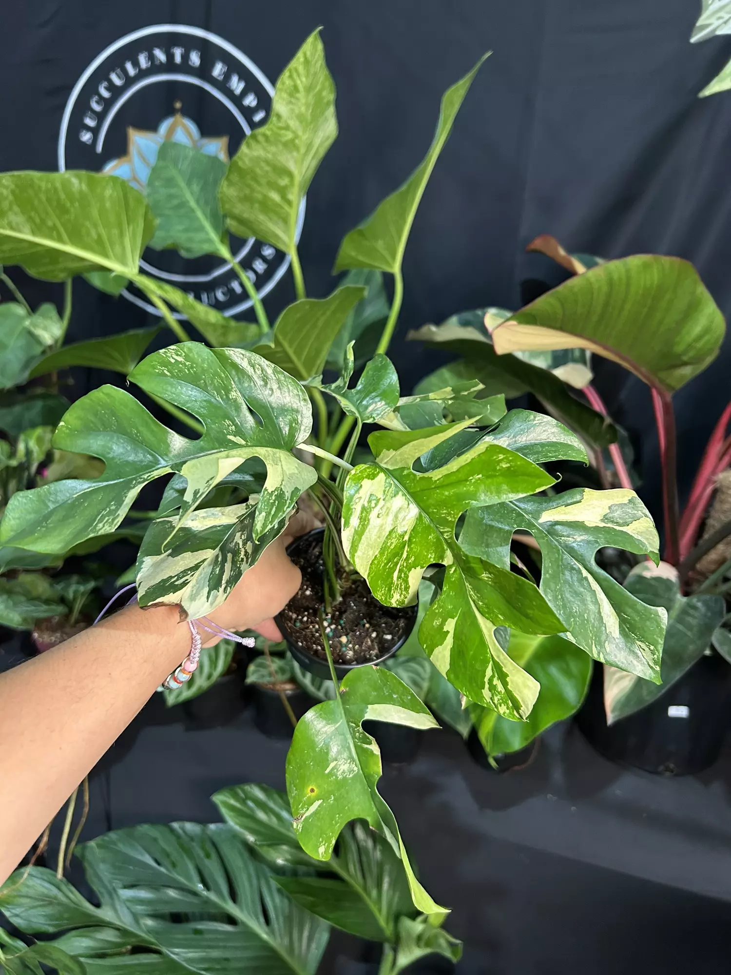plant/Rhapdhodhora tetrasperma variegated 4”-0