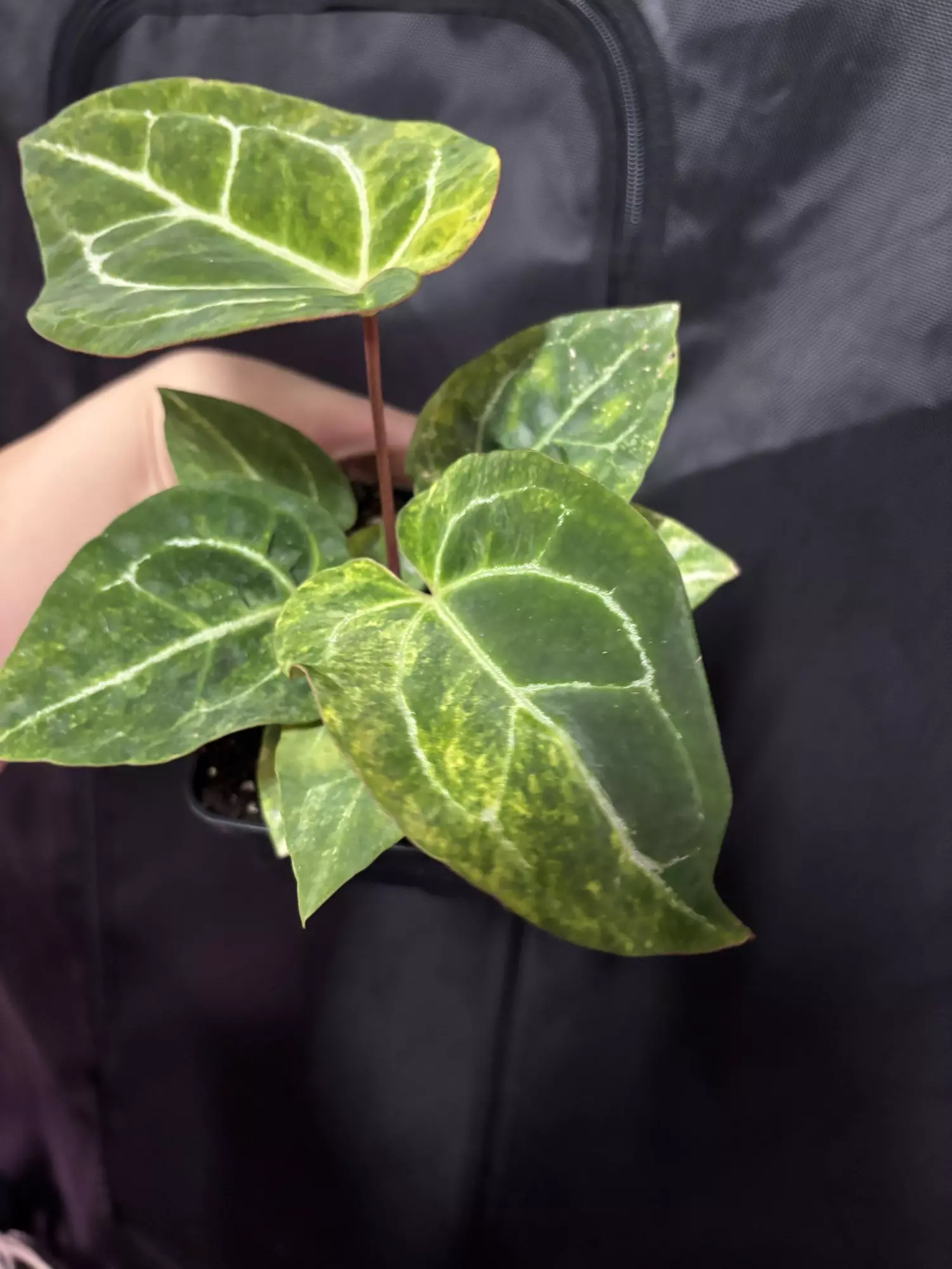 plant/Pap x Mag-1