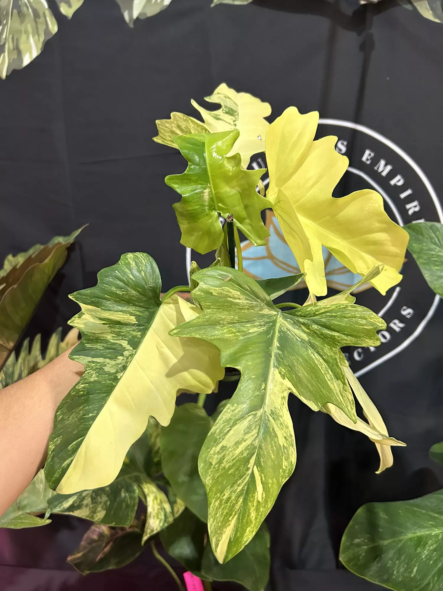 plant/Philodendron florida beaty x mayoi 4”-0