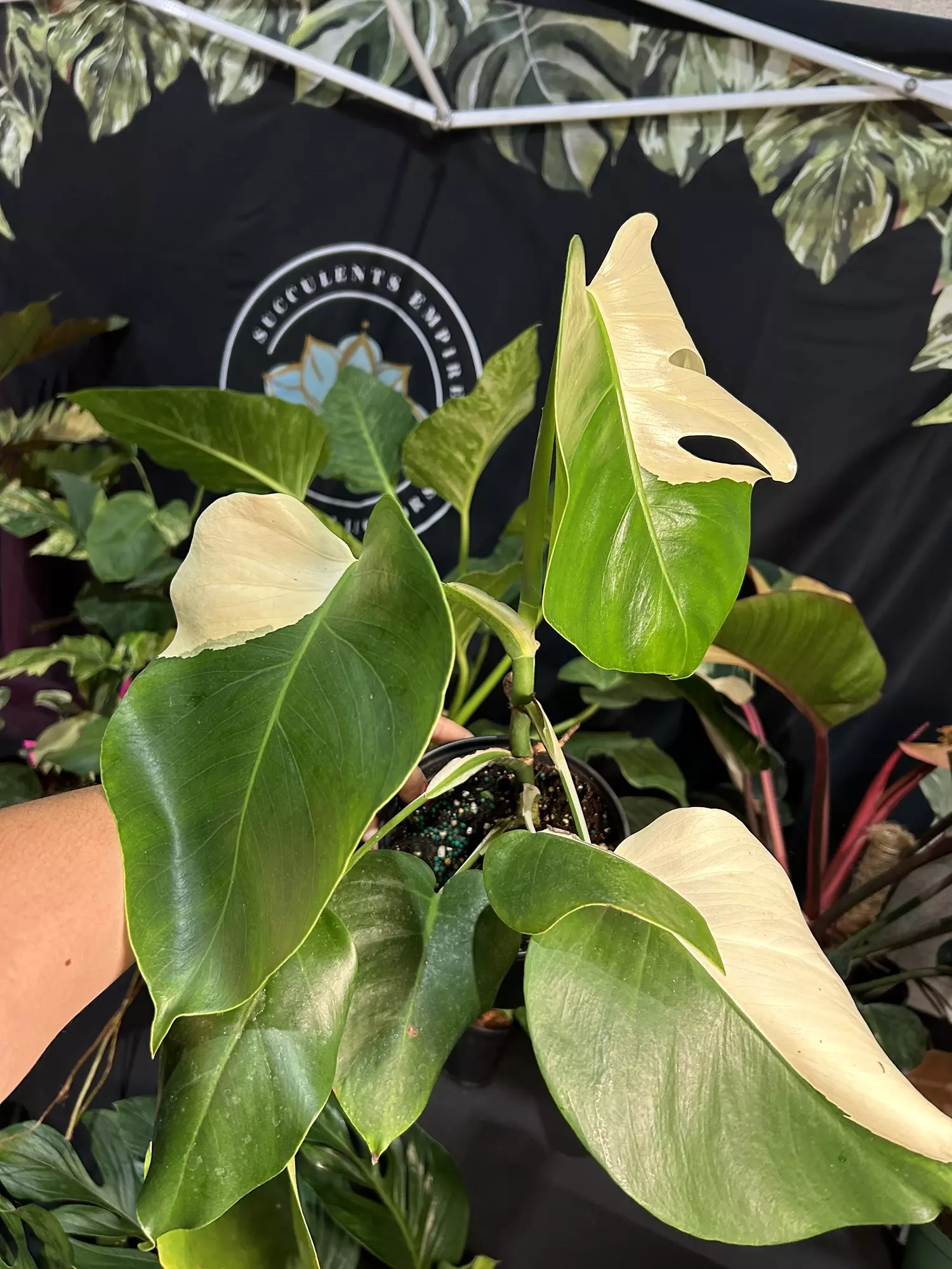 plant/Monstera albo 6”-0