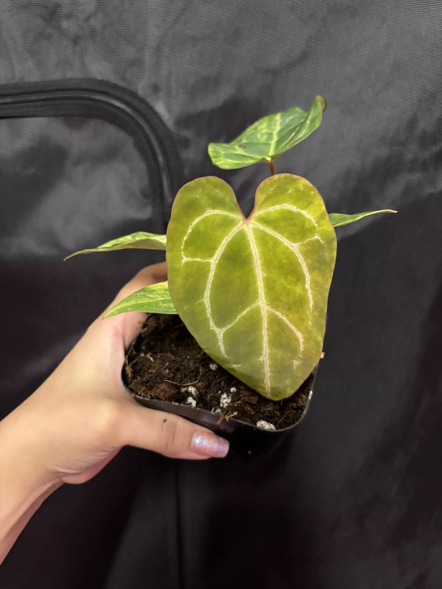 plant/Pap x Mag-0