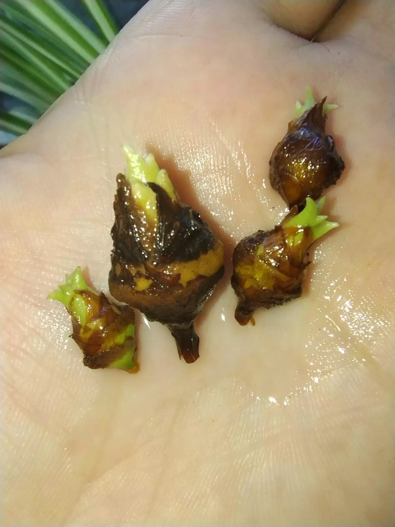 plant/Alocasia Polly corms-0