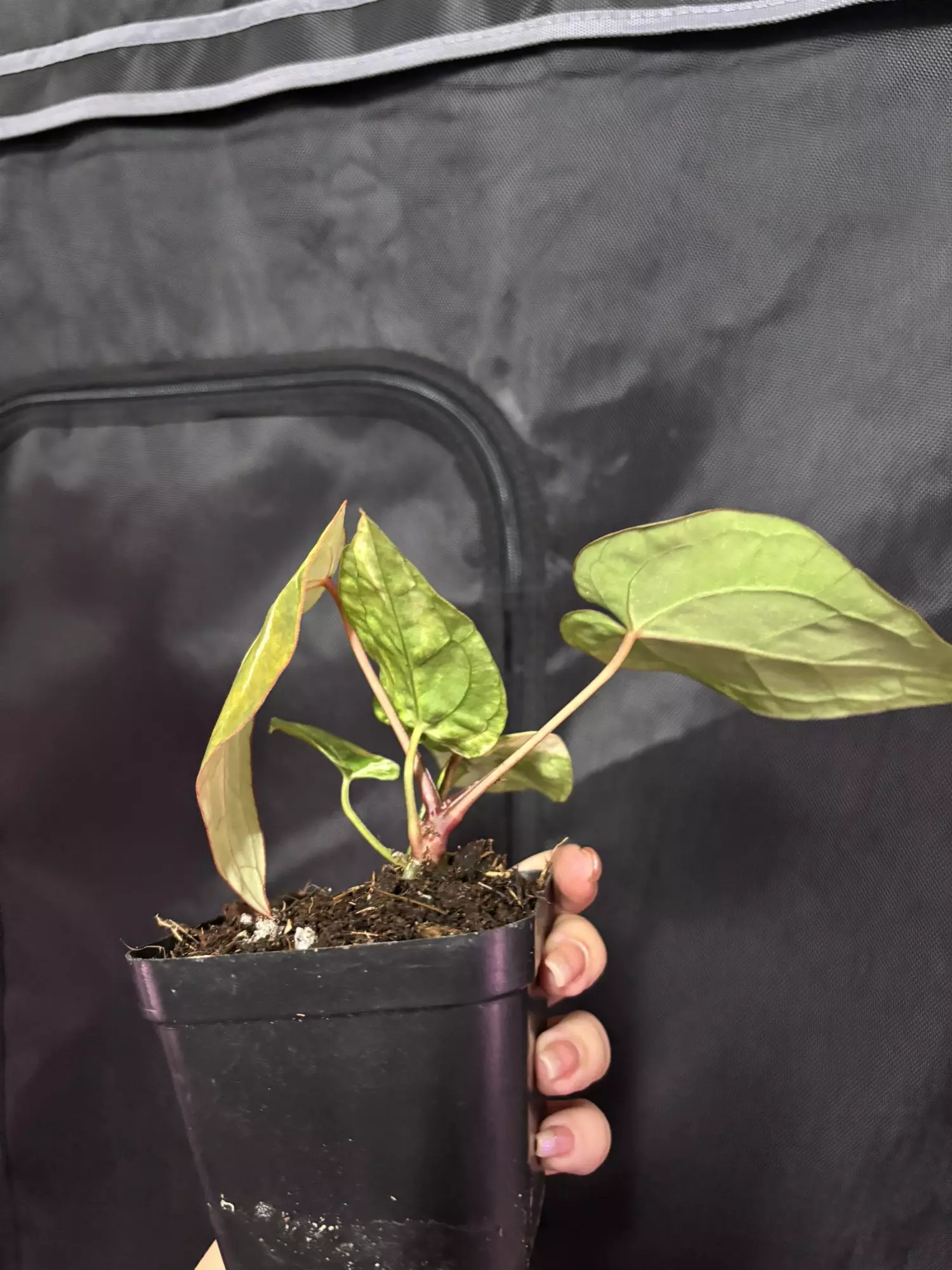plant/Pap x Mag-2