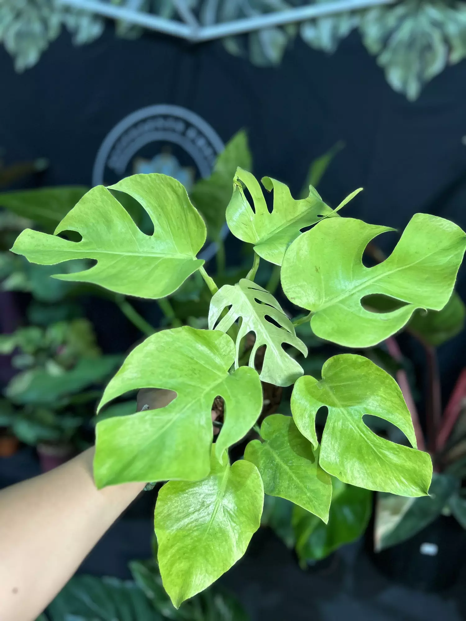 plant/Monstera lemon line 6”-0