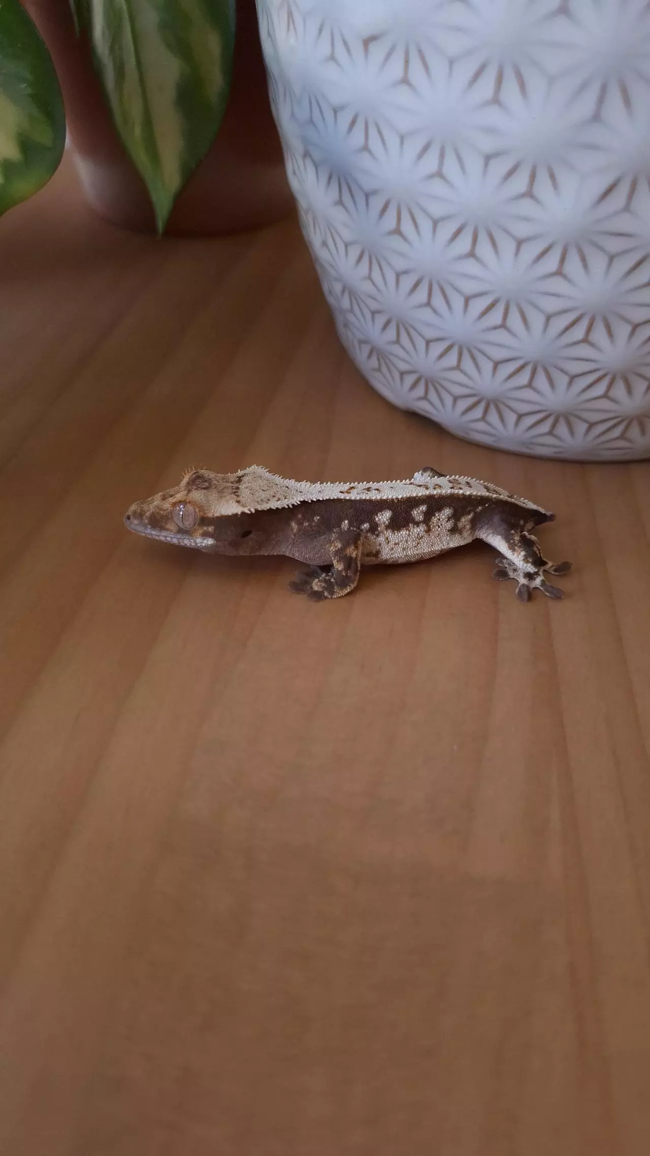 plant/Cicero - Crested gecko-0