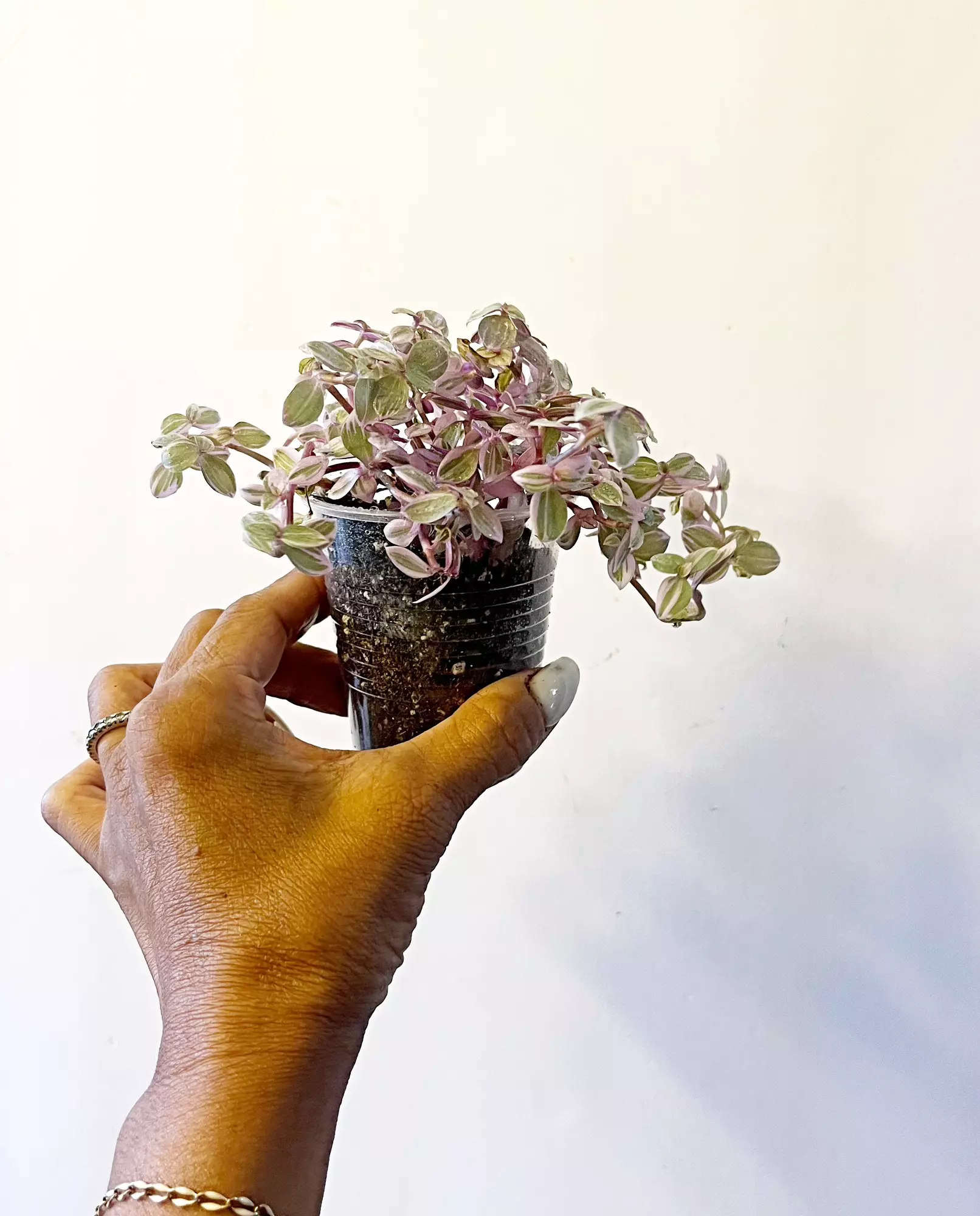 plant/Tradescantia Pink Panther *gc (W)-1