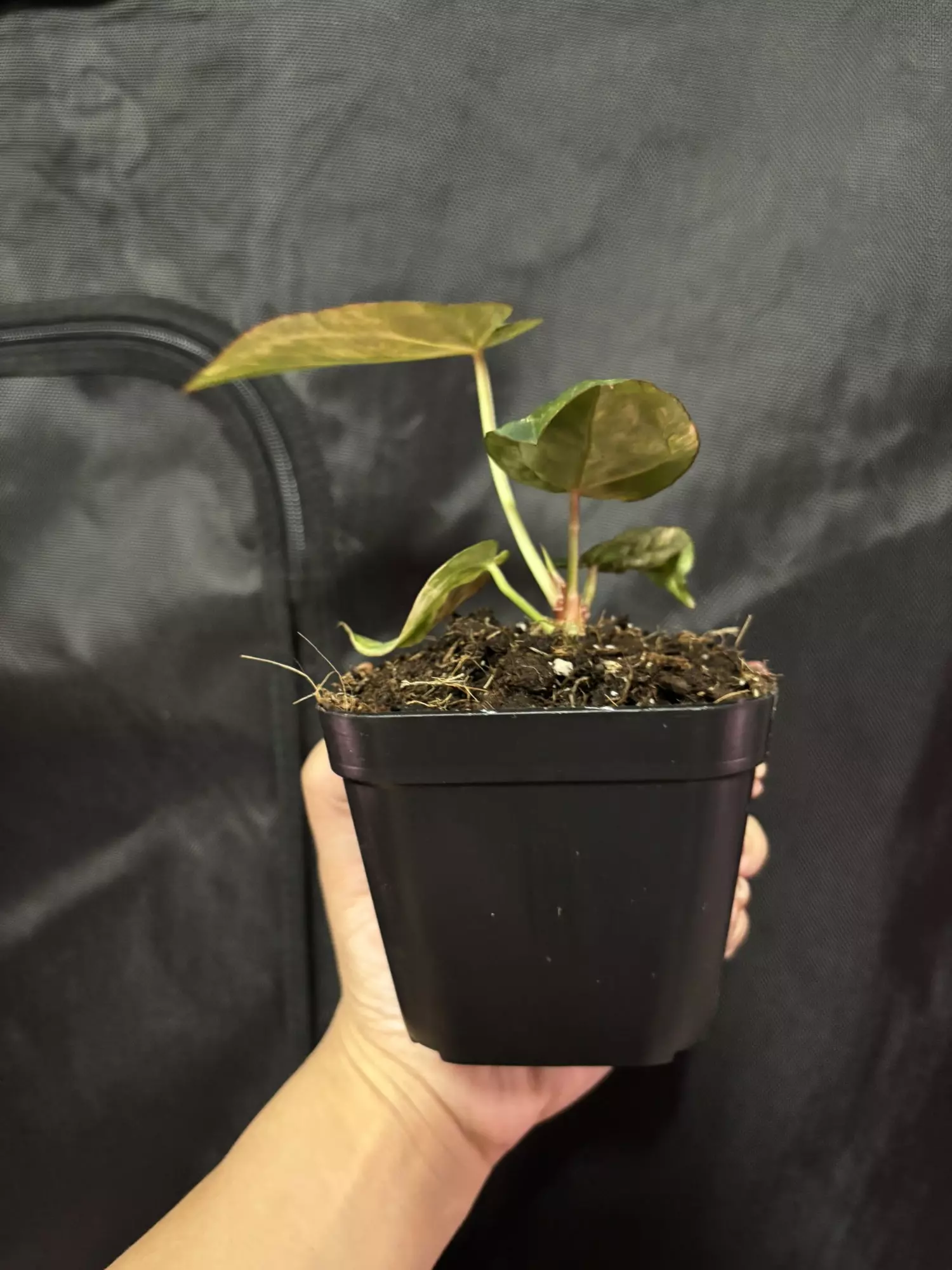 plant/Black Venom x NSE Red Crystal-2