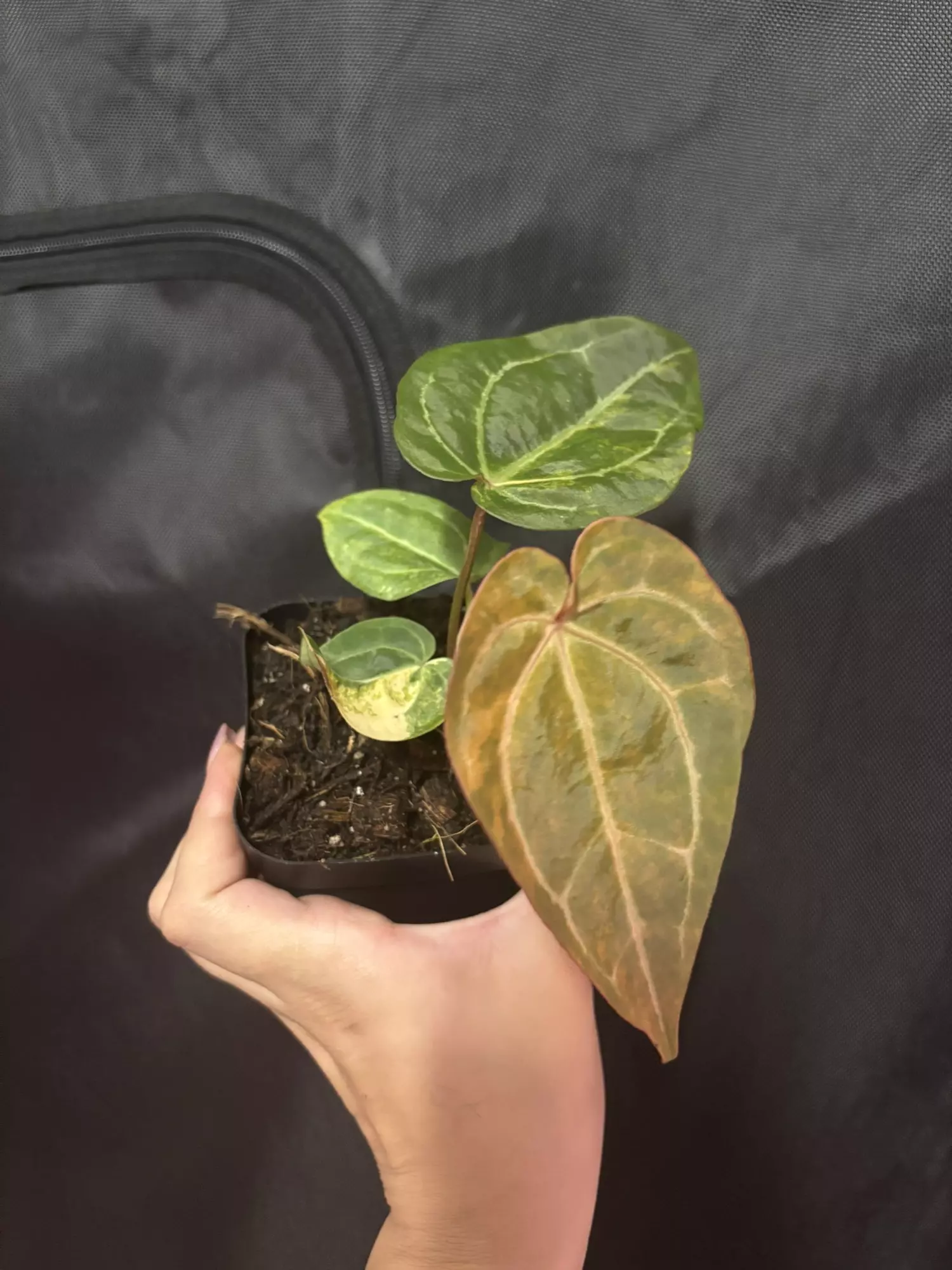 plant/Black Venom x NSE Red Crystal-3