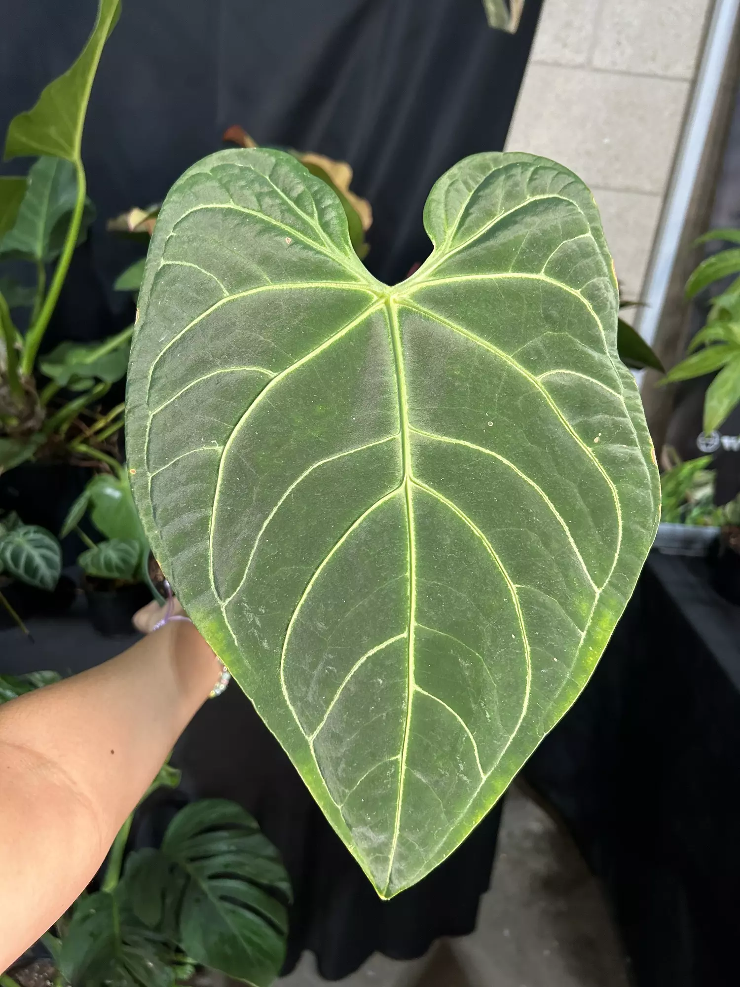 plant/Anthurium regale 6”-0