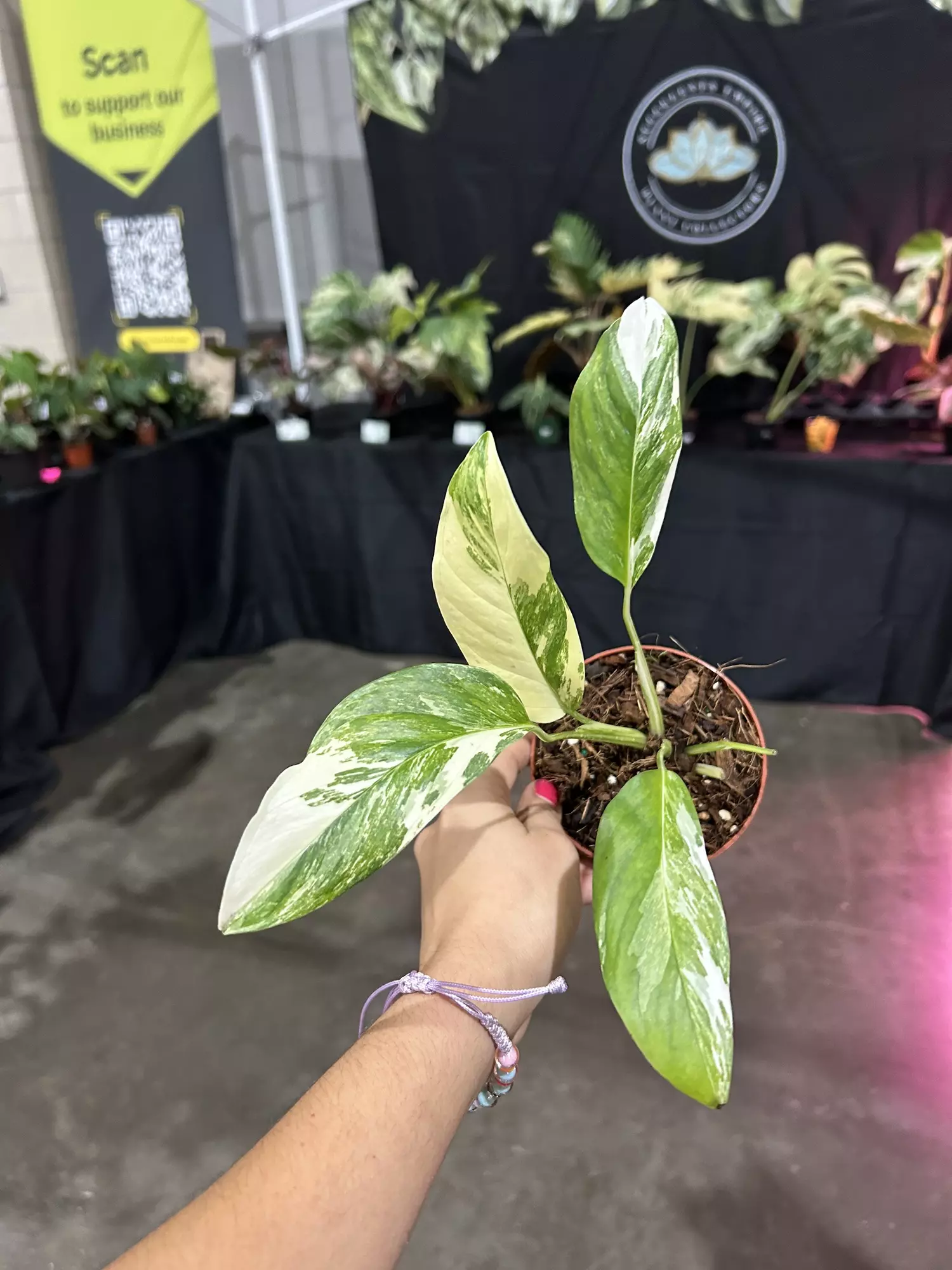 plant/Monstera lecheriana albo 3”-0