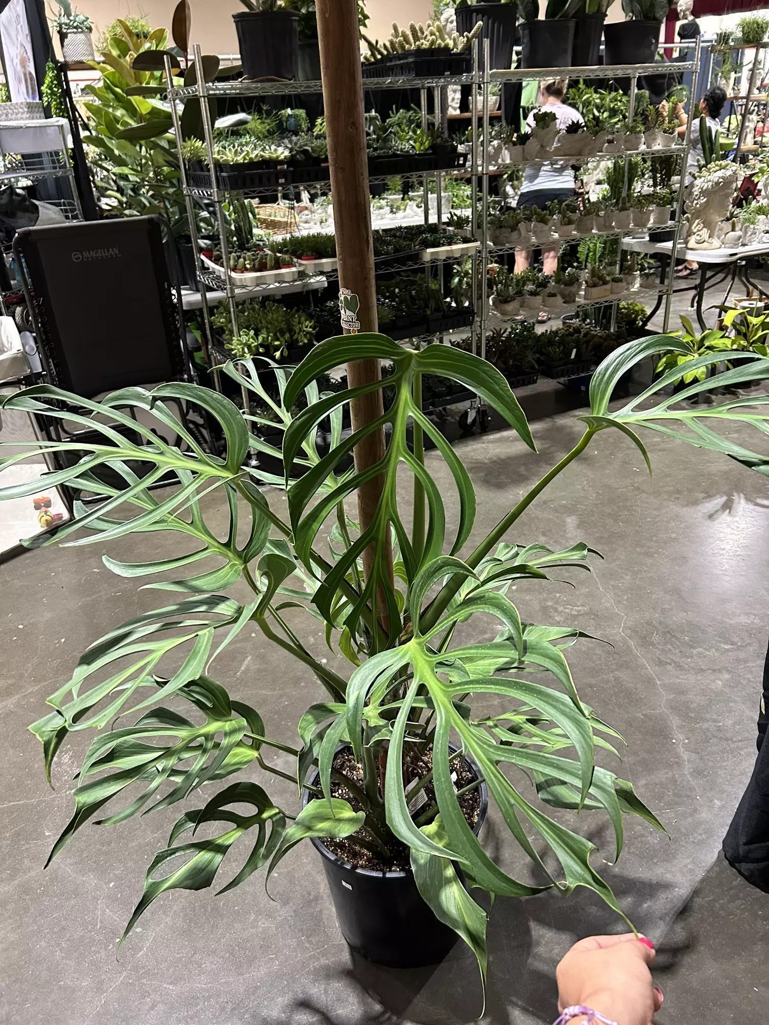 plant/Monstera Burlemax Flame 3GL-0