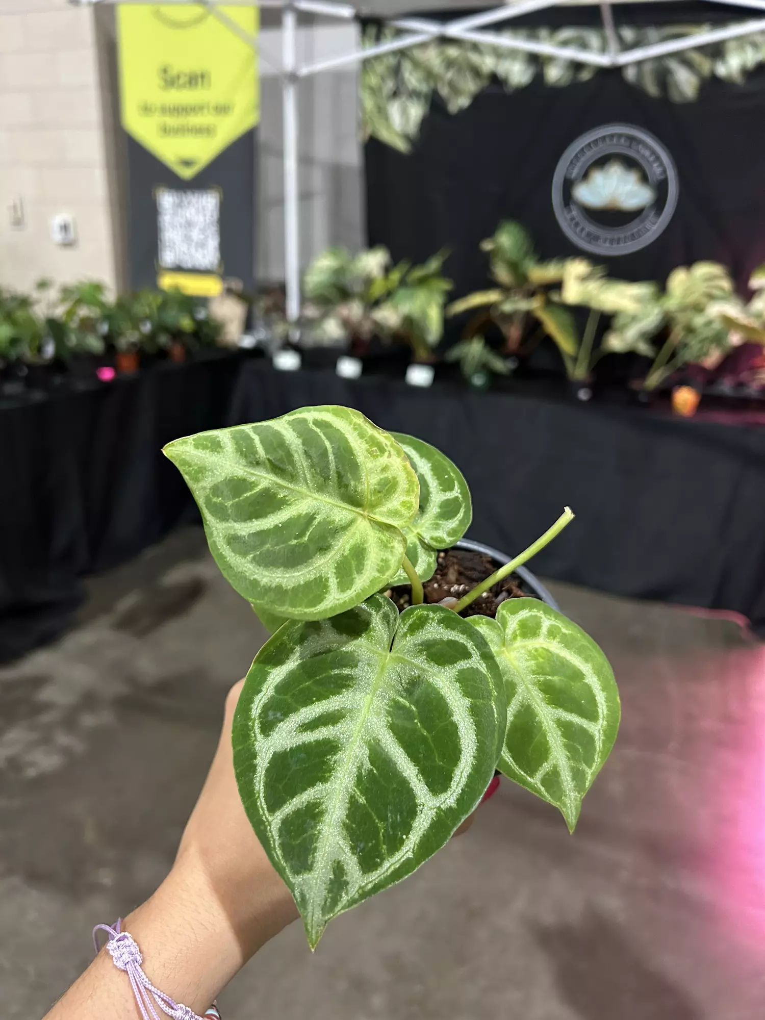 plant/Anthurium doreyaki silver 4”-0