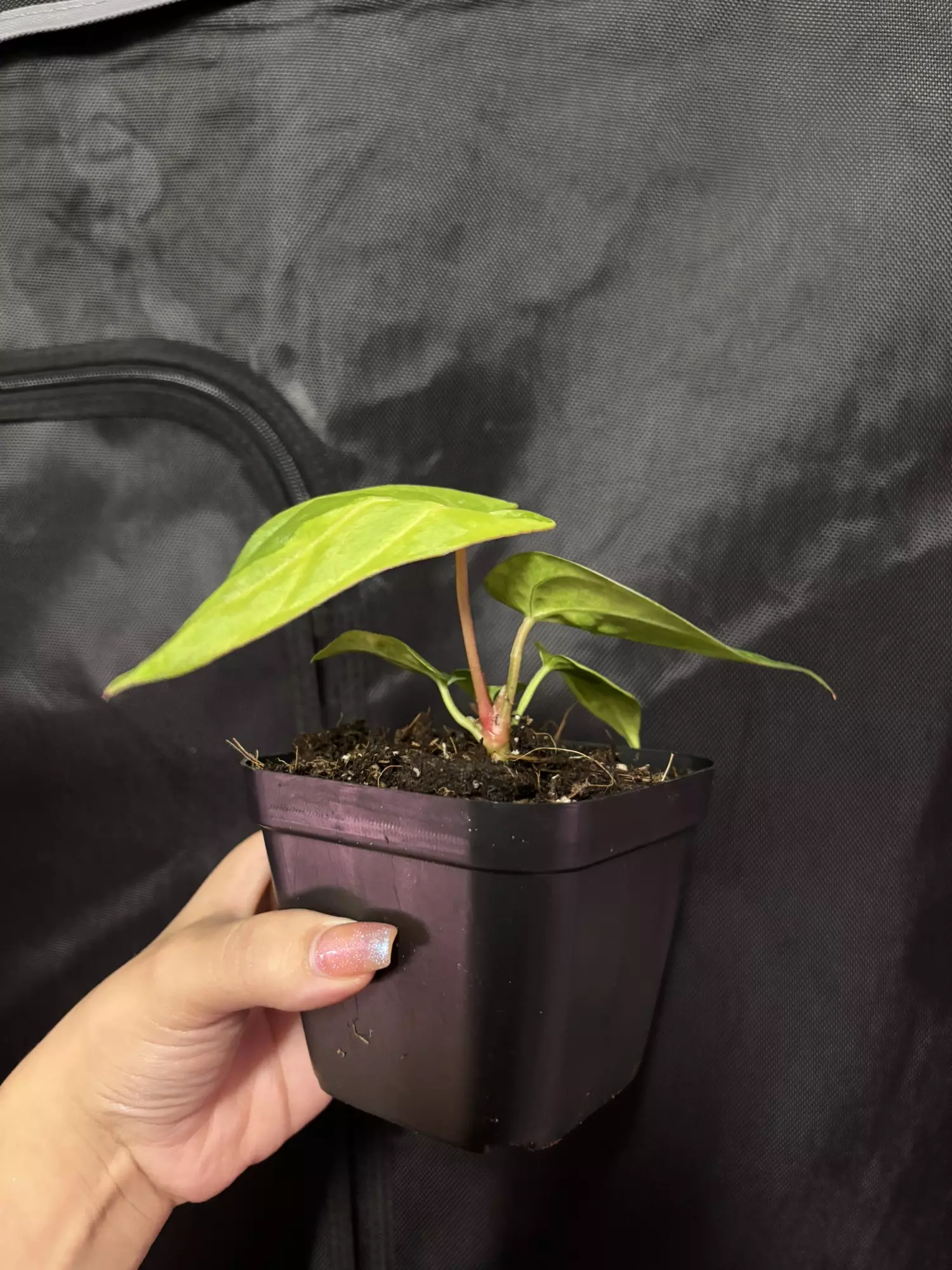 plant/Mag X RVDP-1