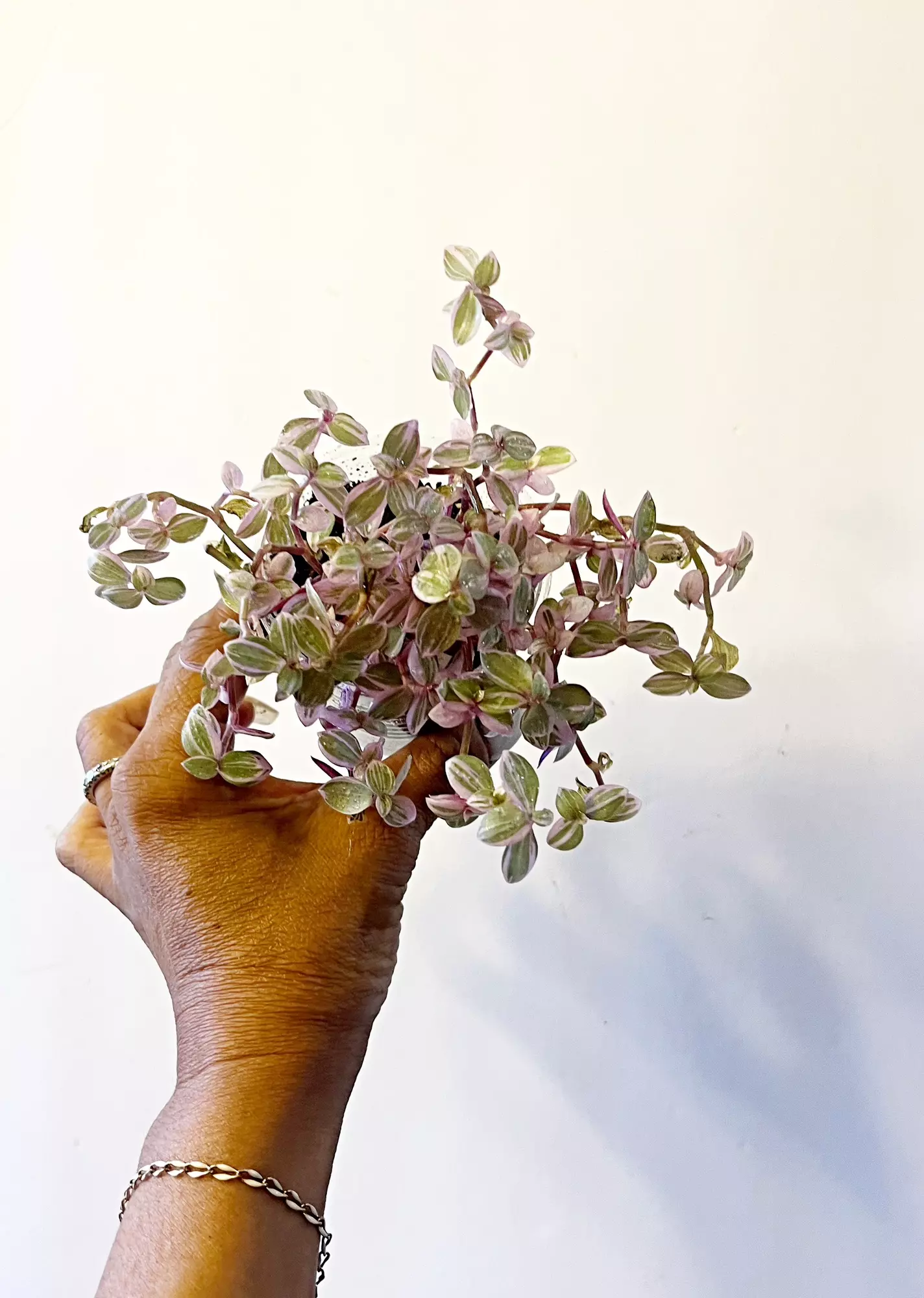 plant/Tradescantia Pink Panther *gc (W)-0