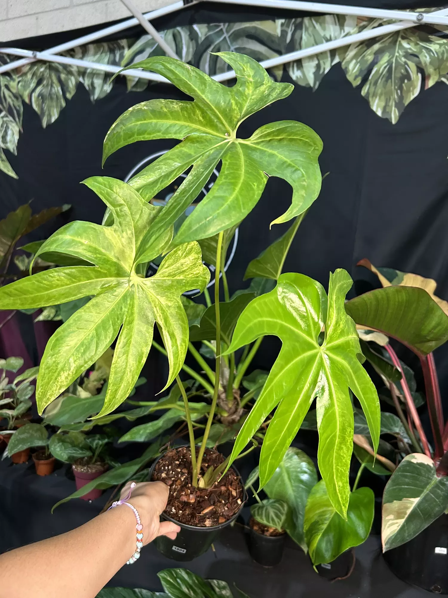 plant/Anthurium pedatoradiatum variegated 6”-0