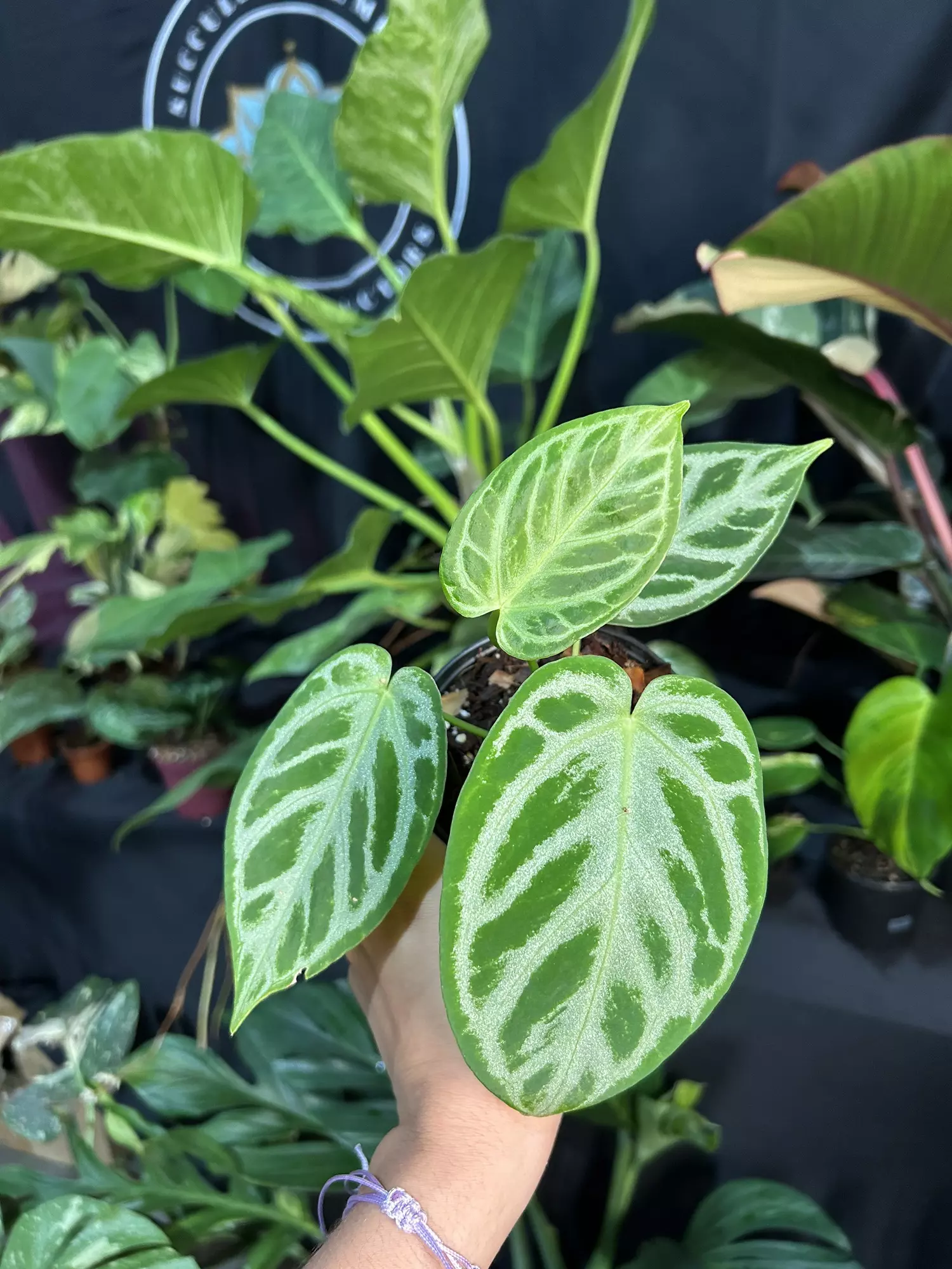 plant/Anthurium doreyaki silver 4”-0
