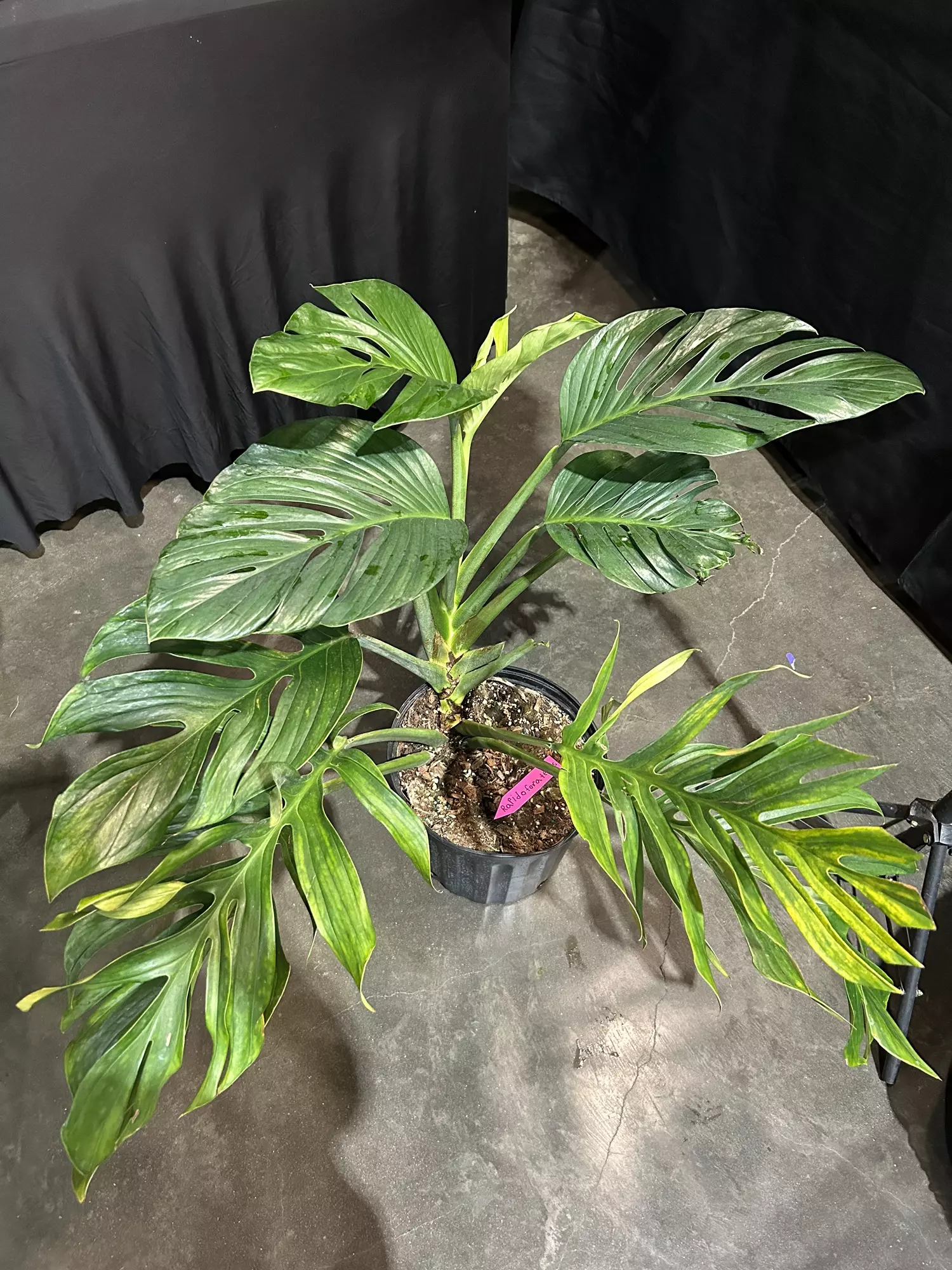 plant/Monstera Pinnatipartita 1GL-0