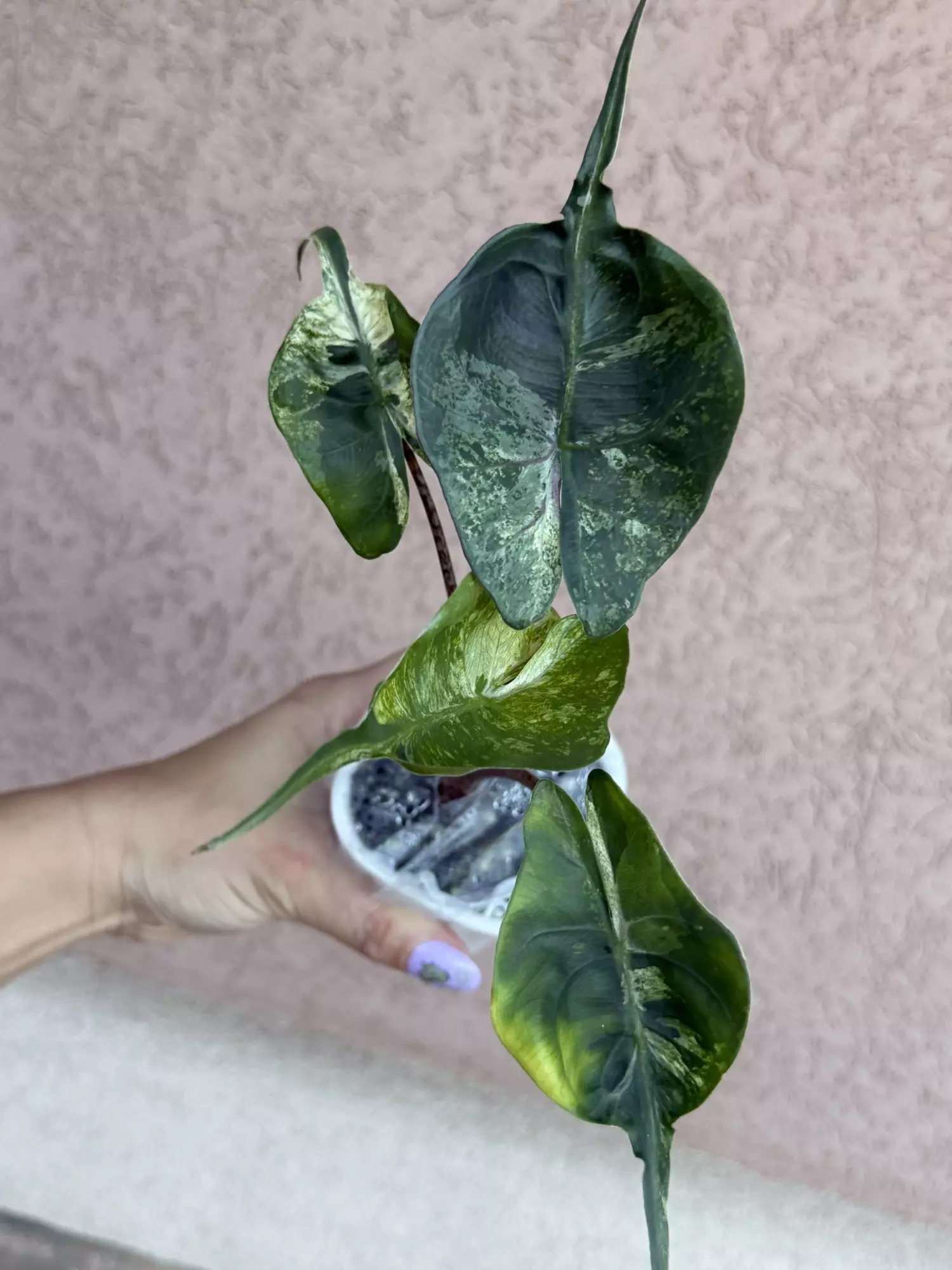 plant/Stingray Albo / Pink-0
