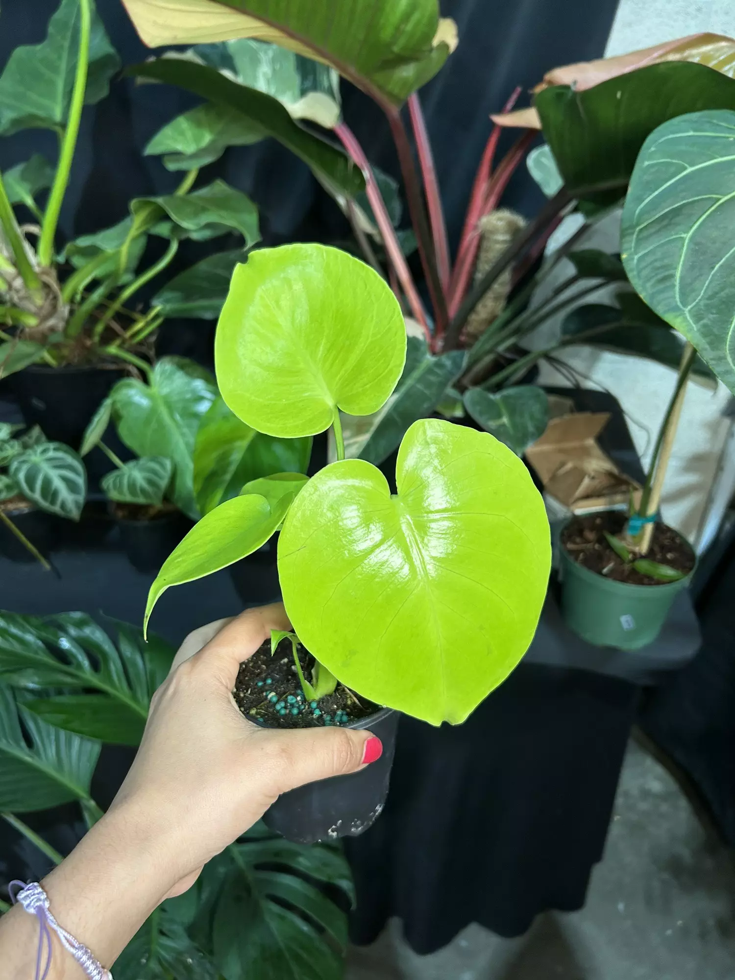 plant/Monstera lemon line 4”-0