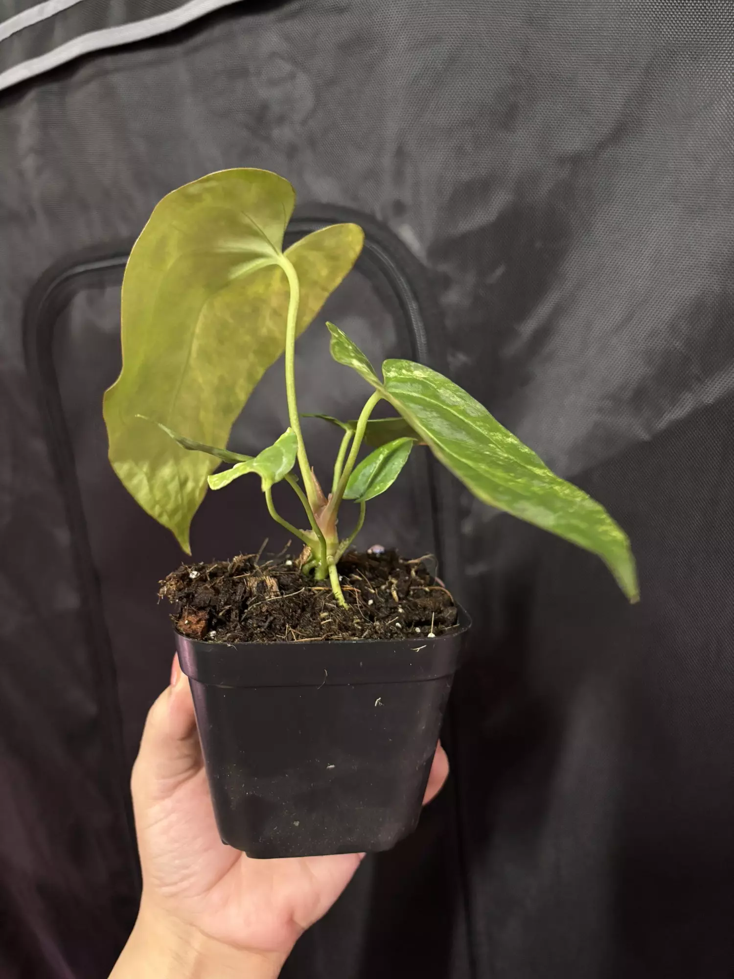 plant/(Pap x Mag) x Fort Sherman-3