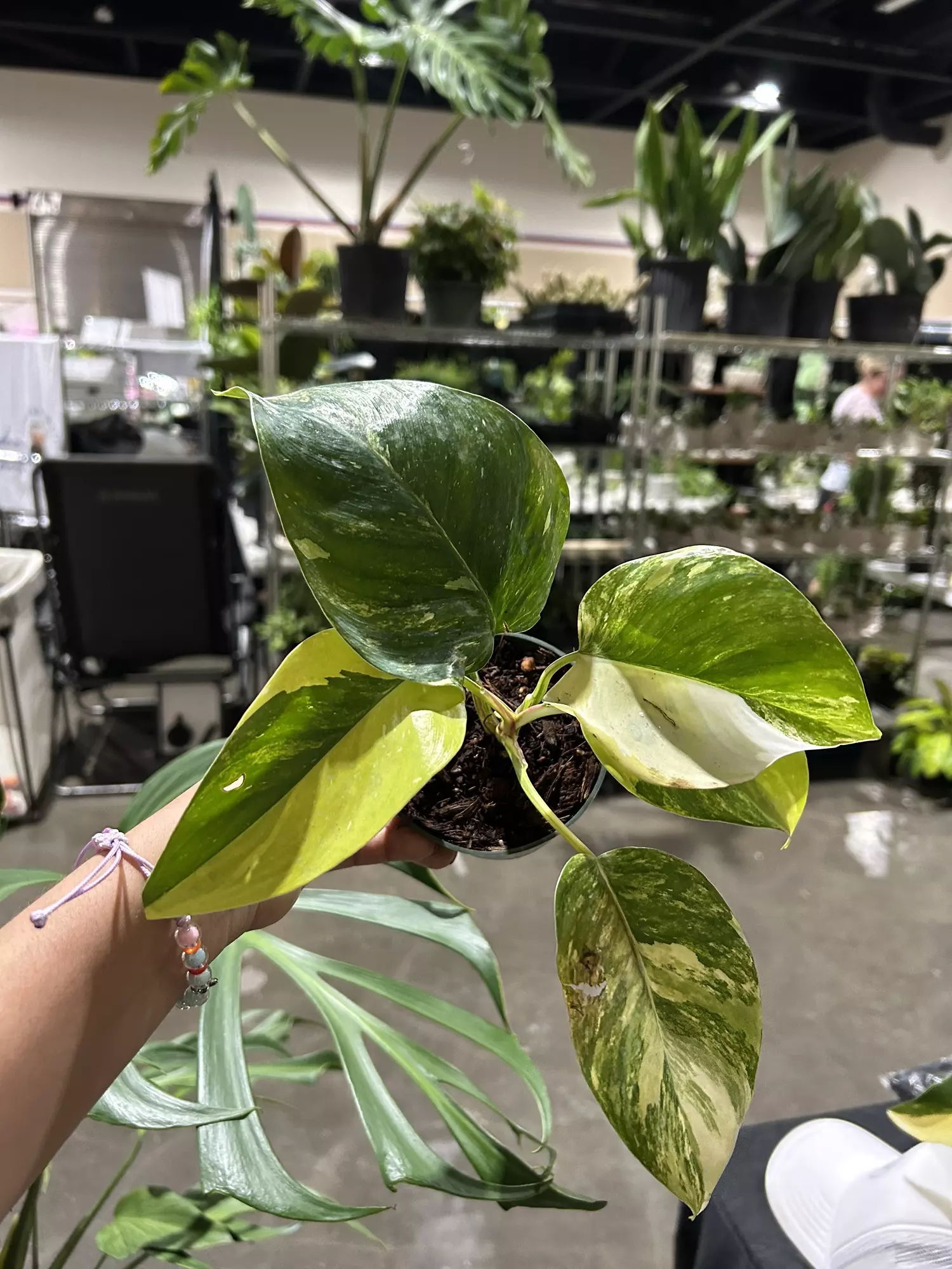 plant/Philodendron White Princess Tricolor 4”-0