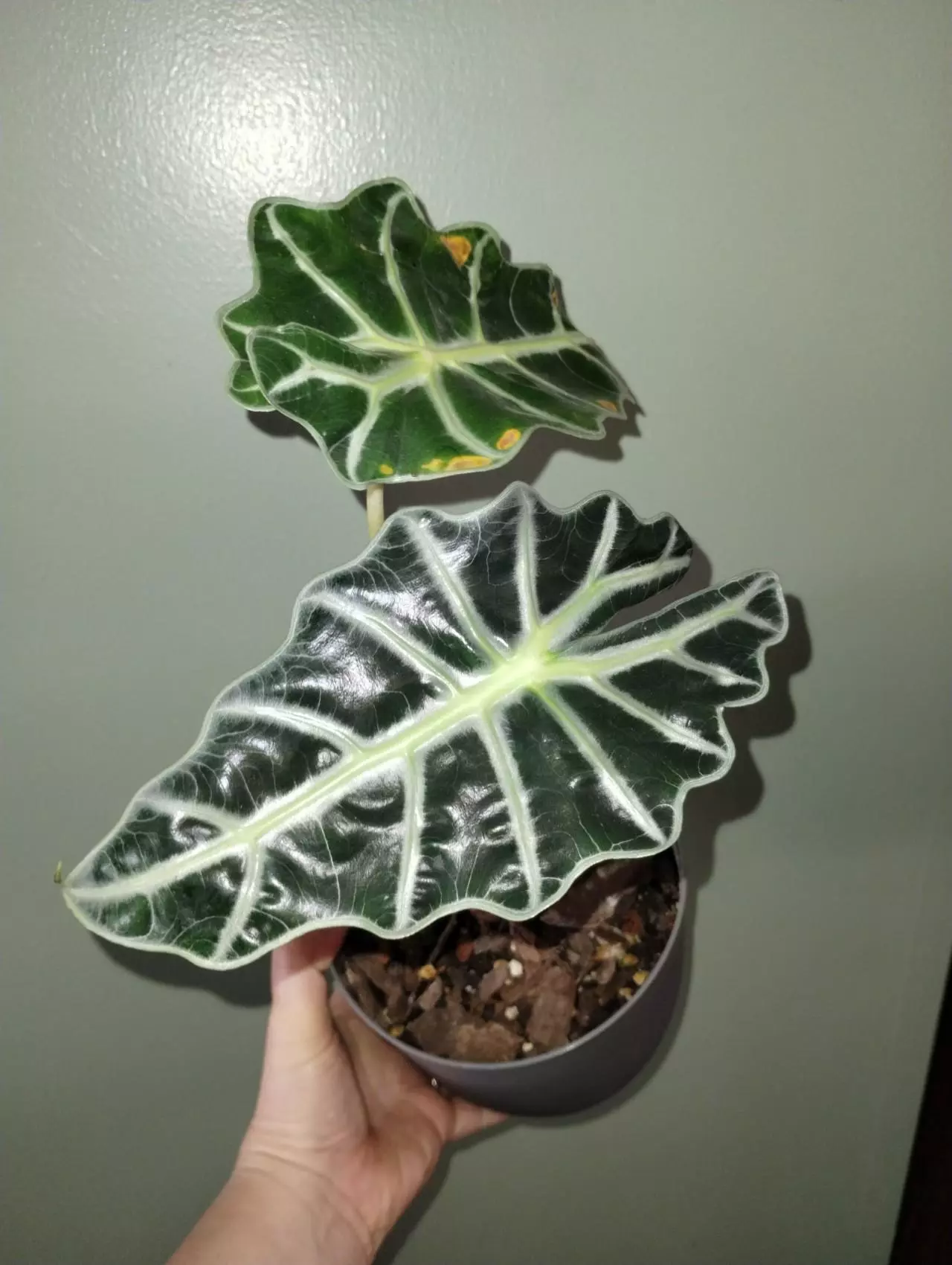 plant/Alocasia Polly corms-1