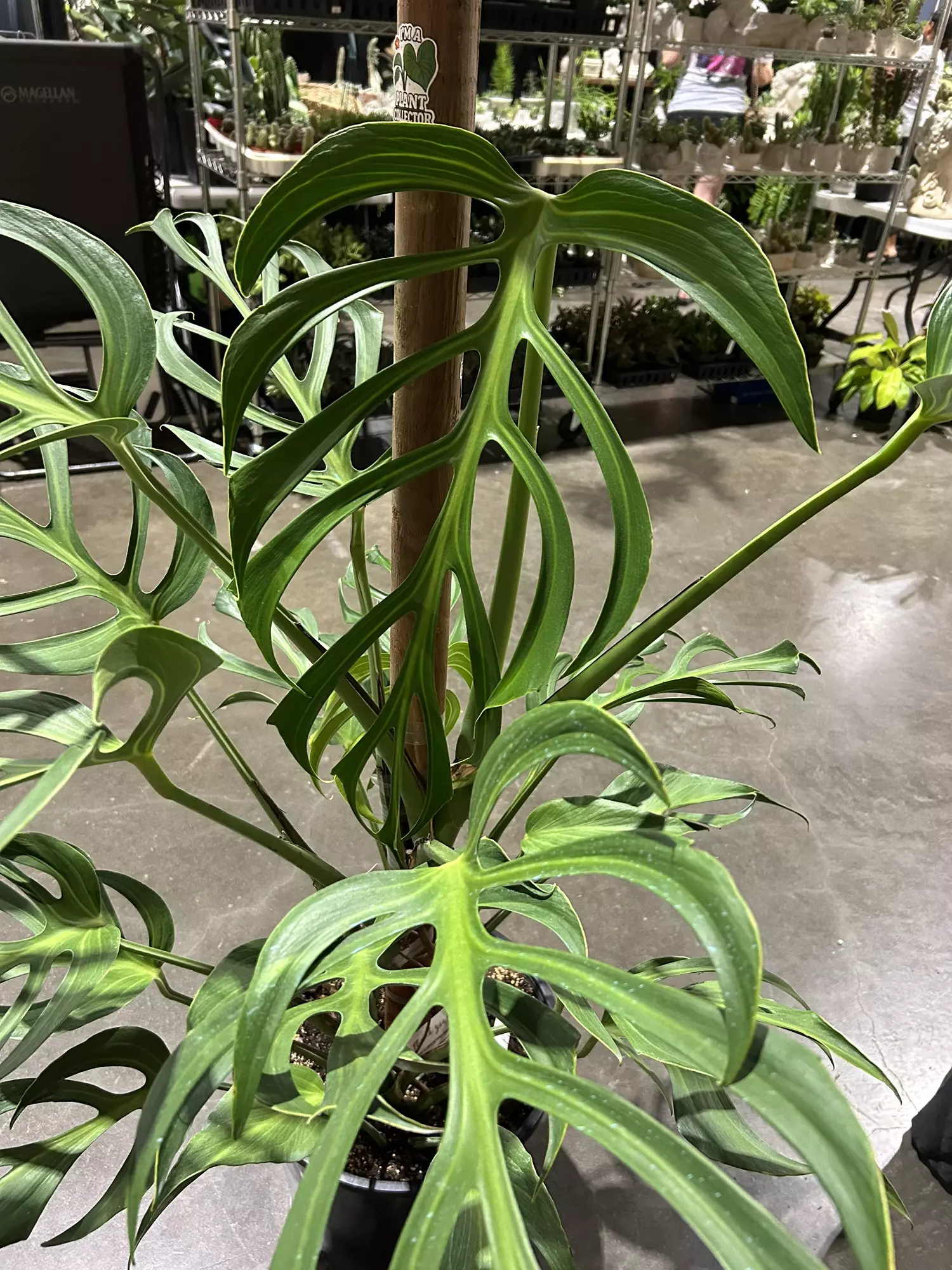 plant/Monstera Burlemax Flame 3GL-1