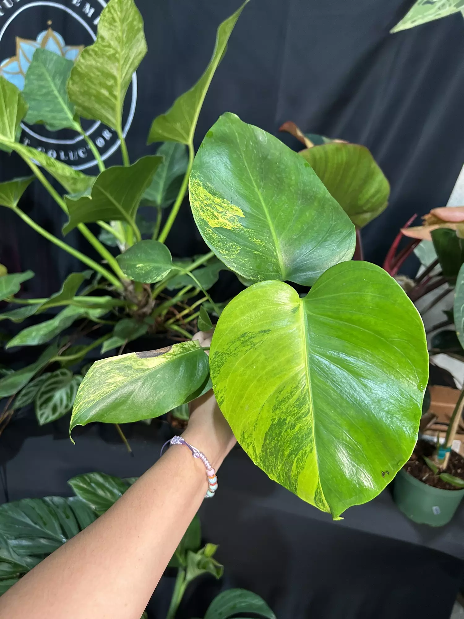 plant/Monstera Marilyn 4”-0