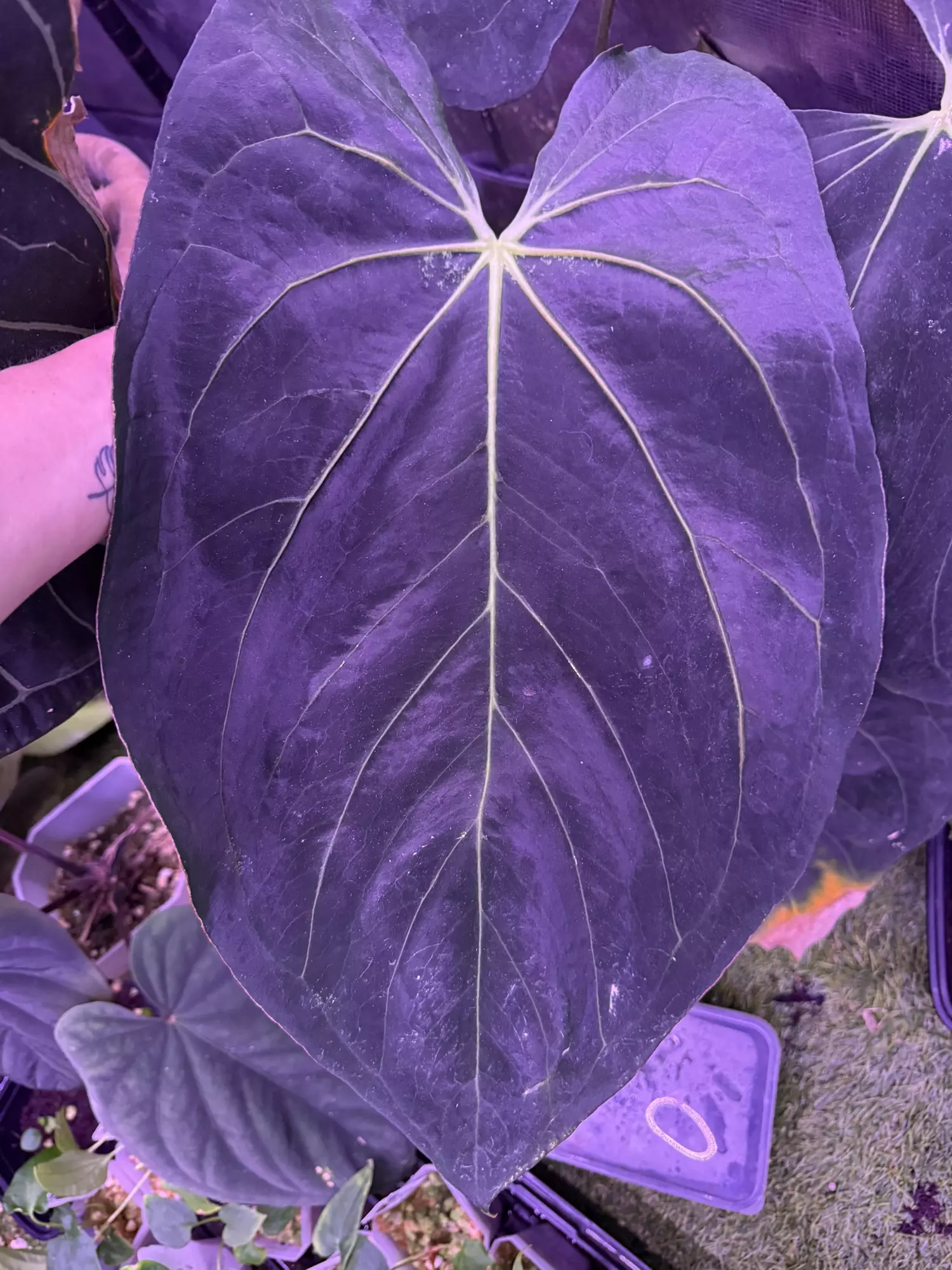 plant/Pap Carla x self 2 germ seeds-0