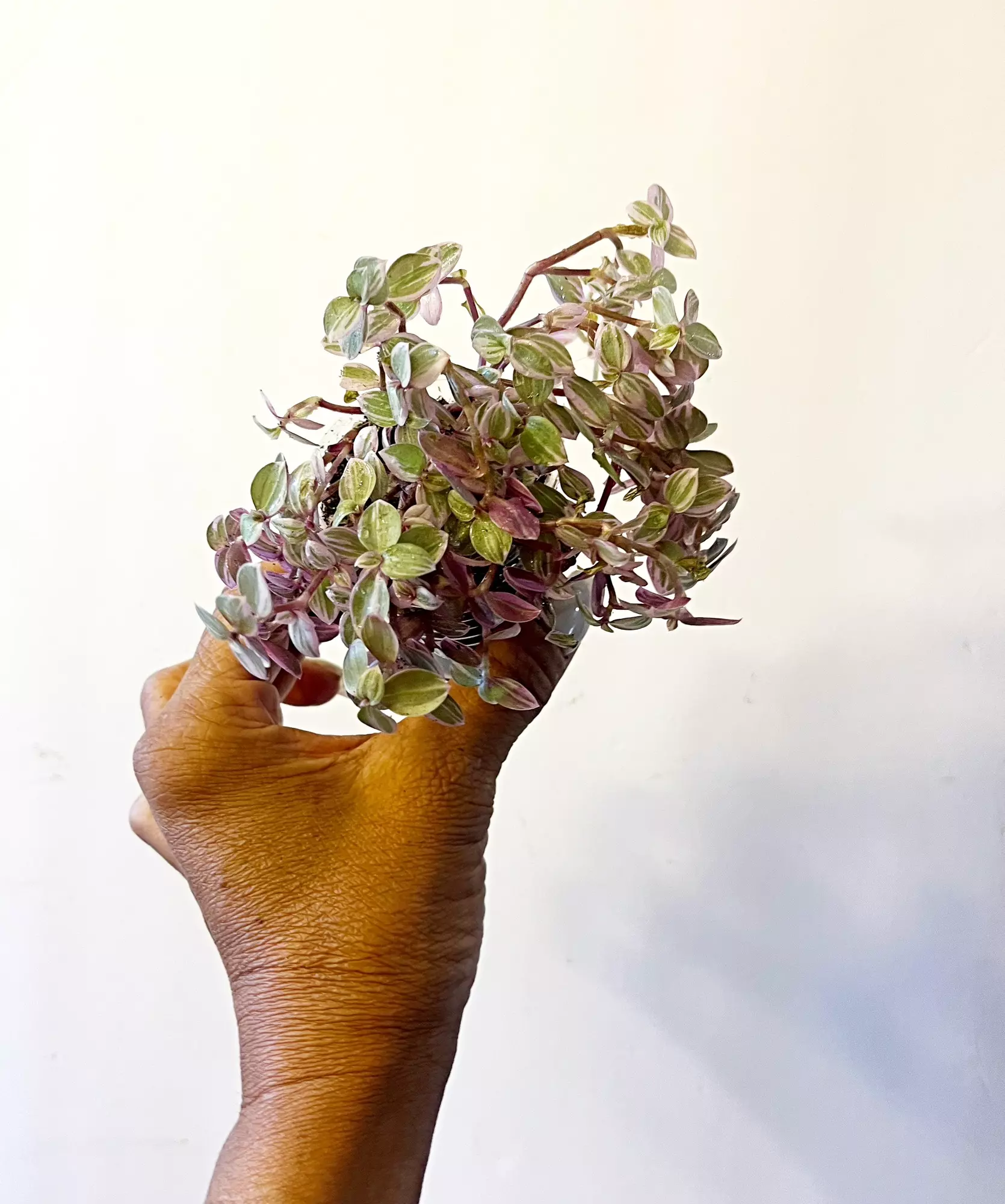plant/Tradescantia Pink Panther *gc (W)-2