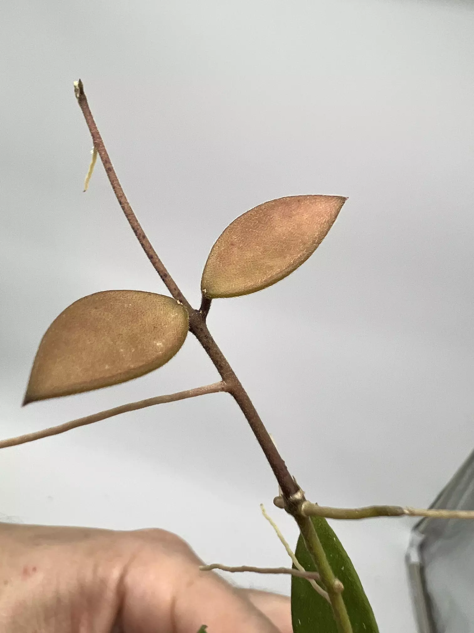 plant/B-40 Suwanna Gems - Exact Plant-3