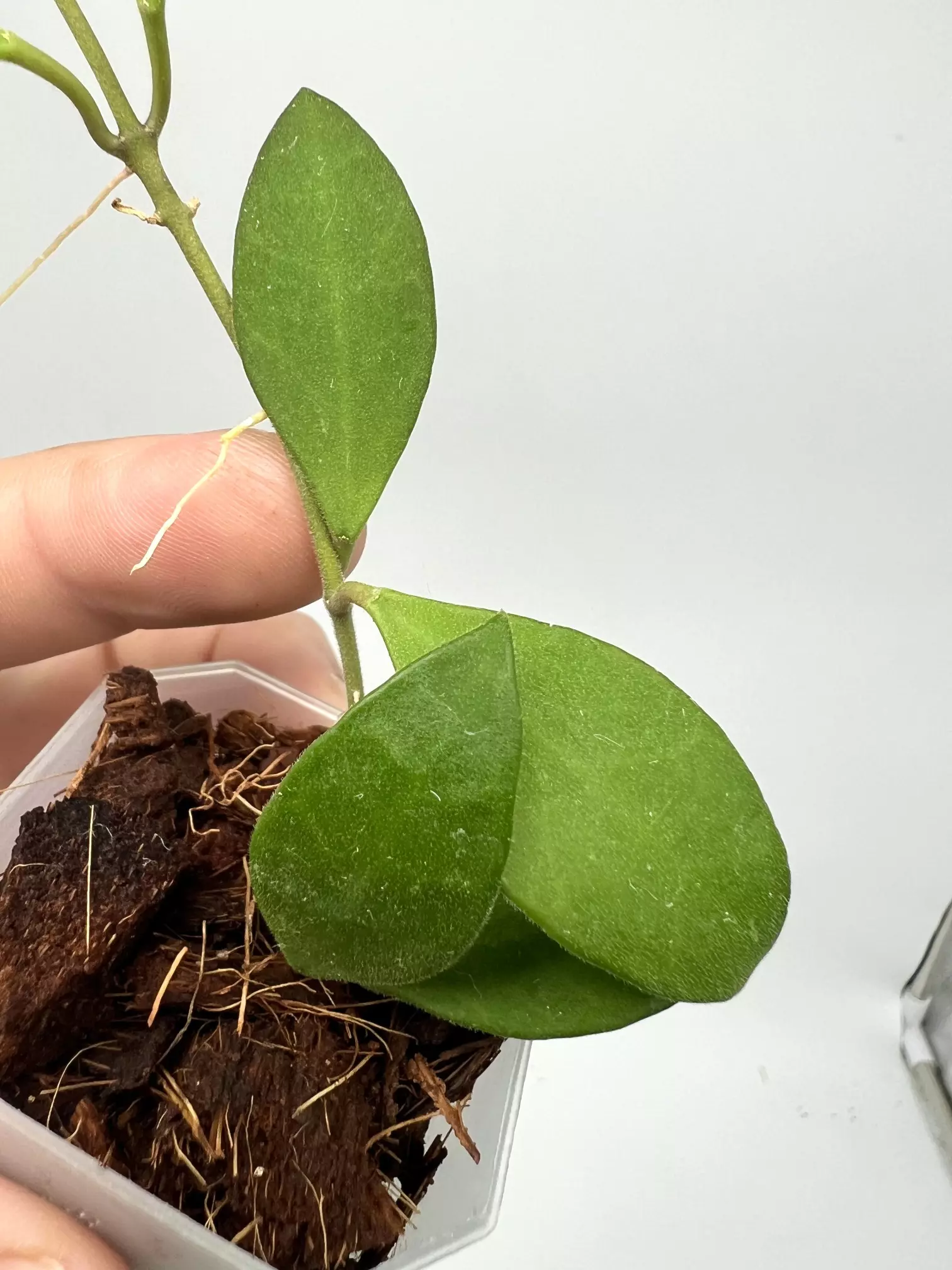 plant/B-40 Suwanna Gems - Exact Plant-1