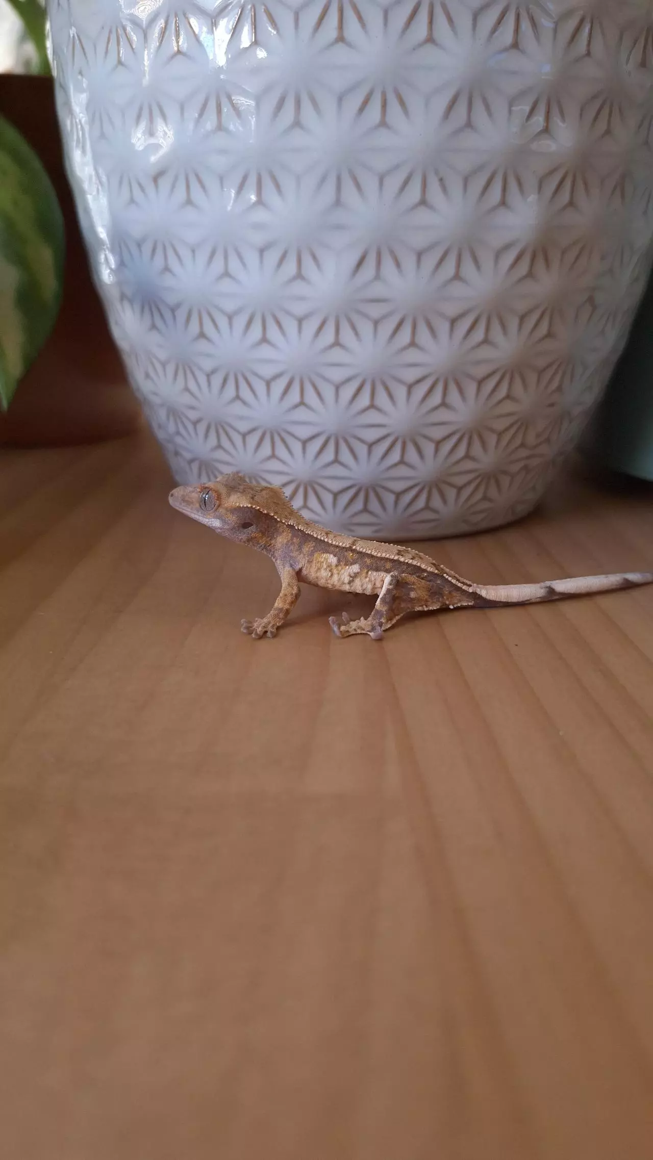 plant/Rosemary - Crested gecko, high potential!-0