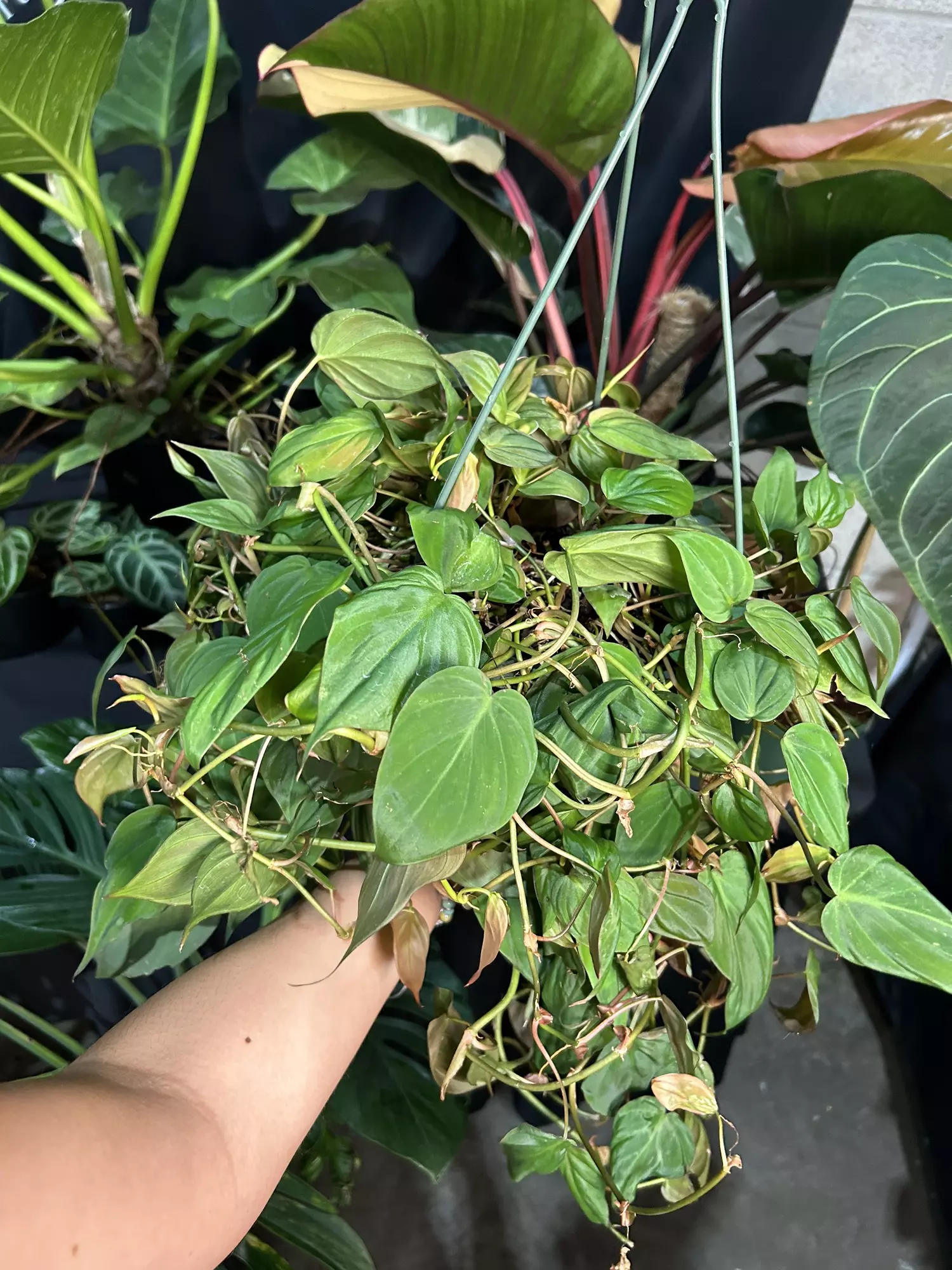 plant/Philodrendron micans 6”-0