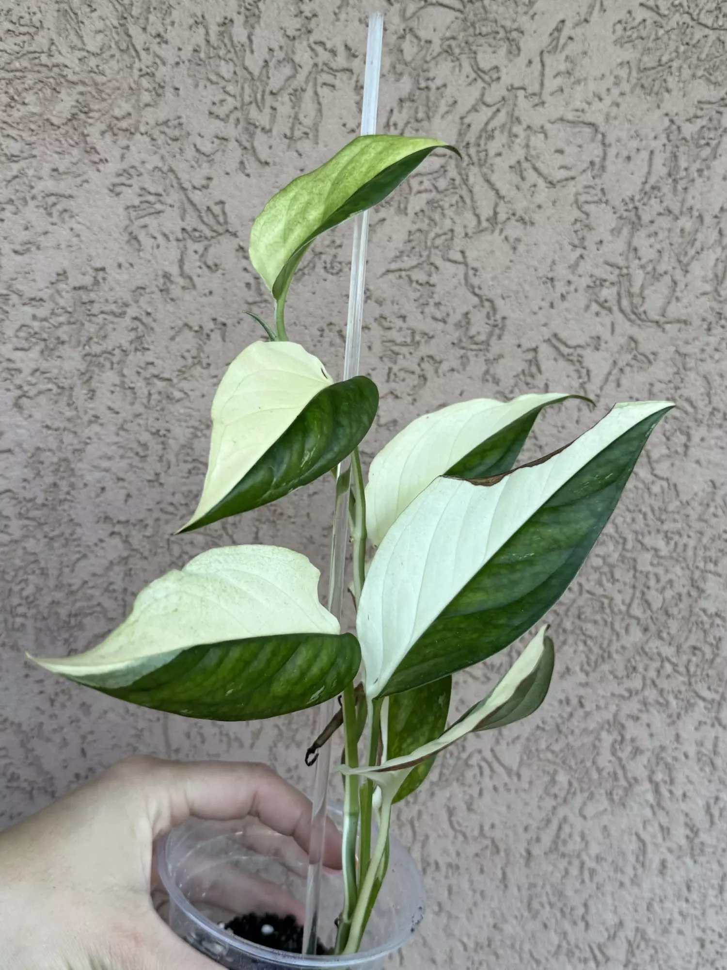 plant/Monstera Acacoyaguensis Albo-0