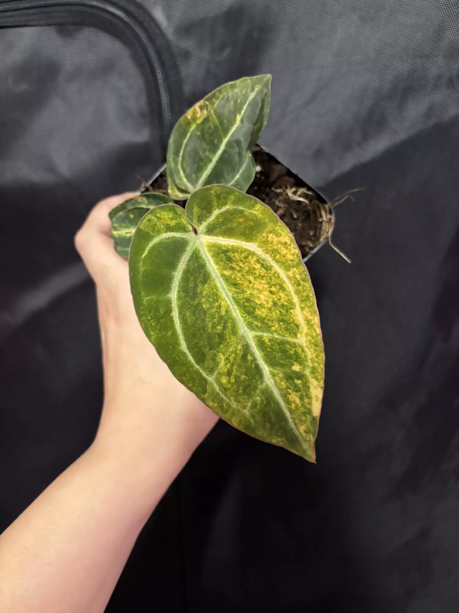 plant/Black Venom x NSE Red Crystal-0