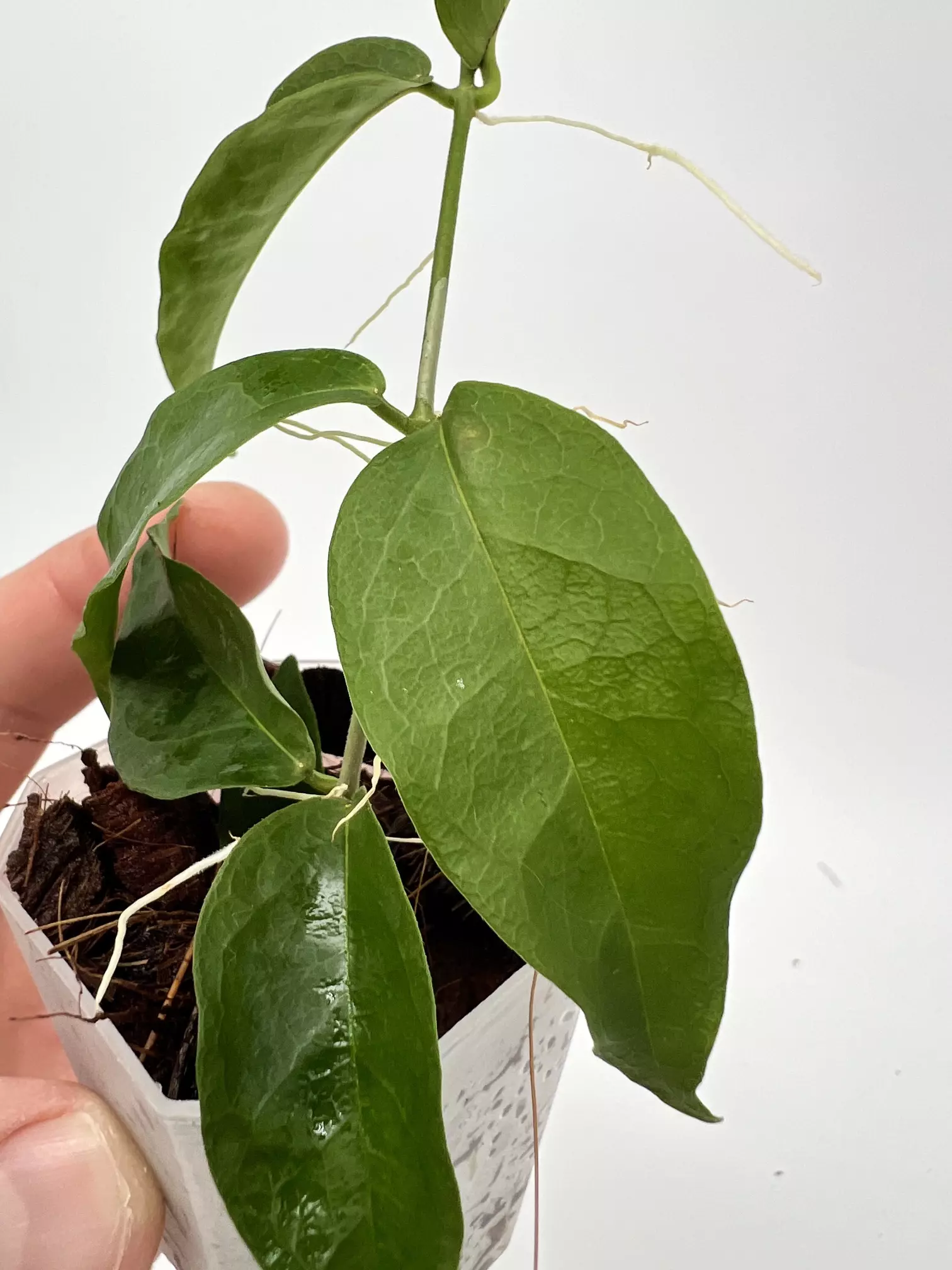 plant/A8 Papuana - farmer selected-2