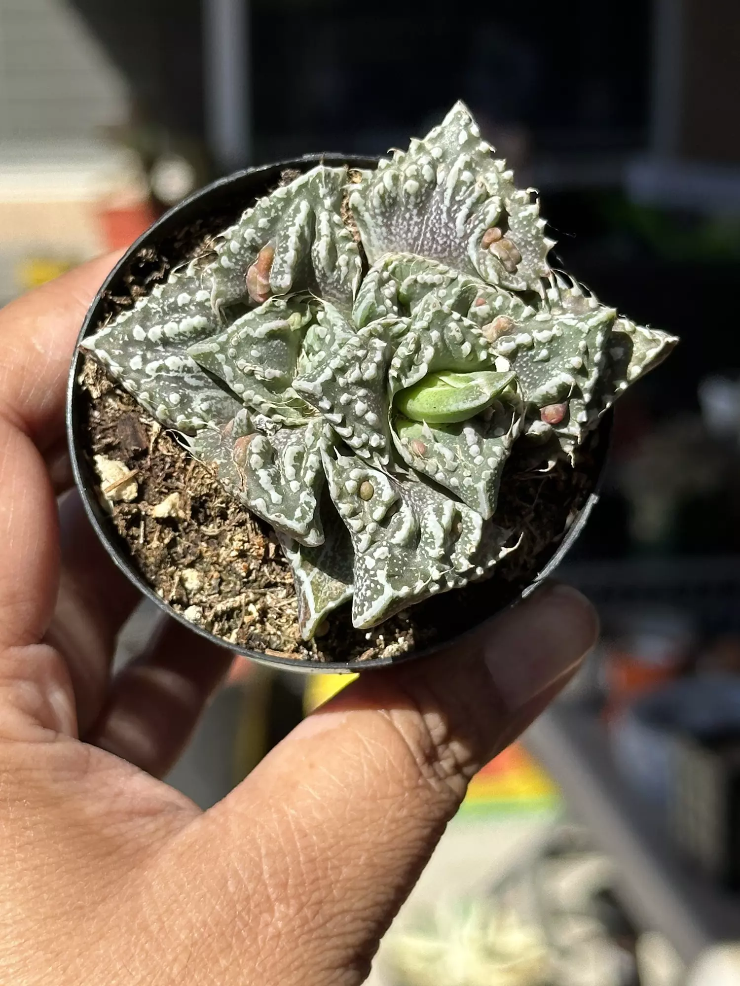 plant/Variegated Tiger Jaw-0
