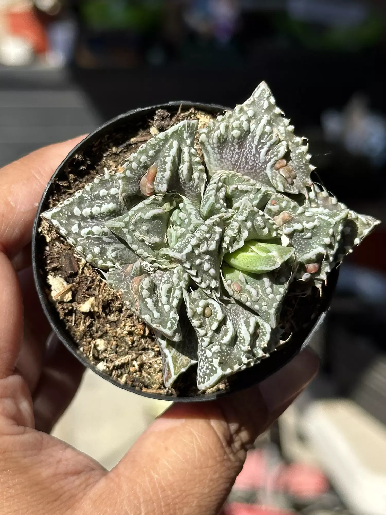 plant/Variegated Tiger Jaw-0
