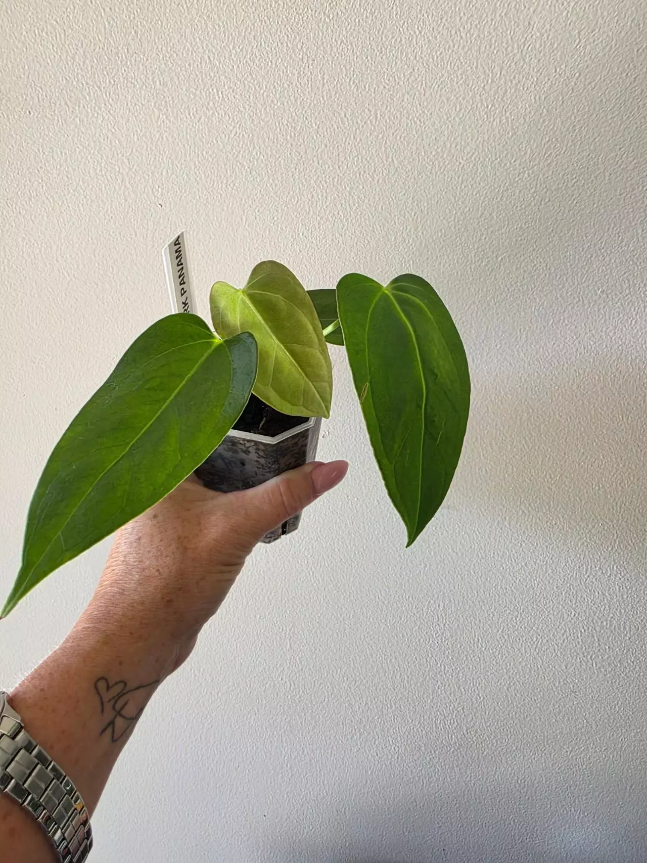 plant/Anthurium Dark Panama (Goliath) x port-1